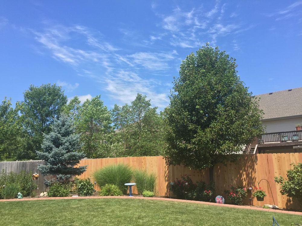 Lush green backyard with trees, blue sky, wooden fence, and grass.