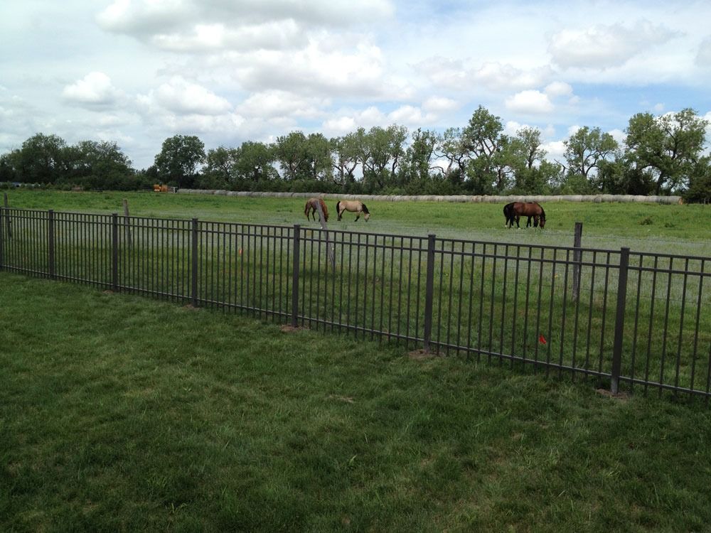 Horses graze in a grassy field behind a black metal fence, under a cloudy sky.
