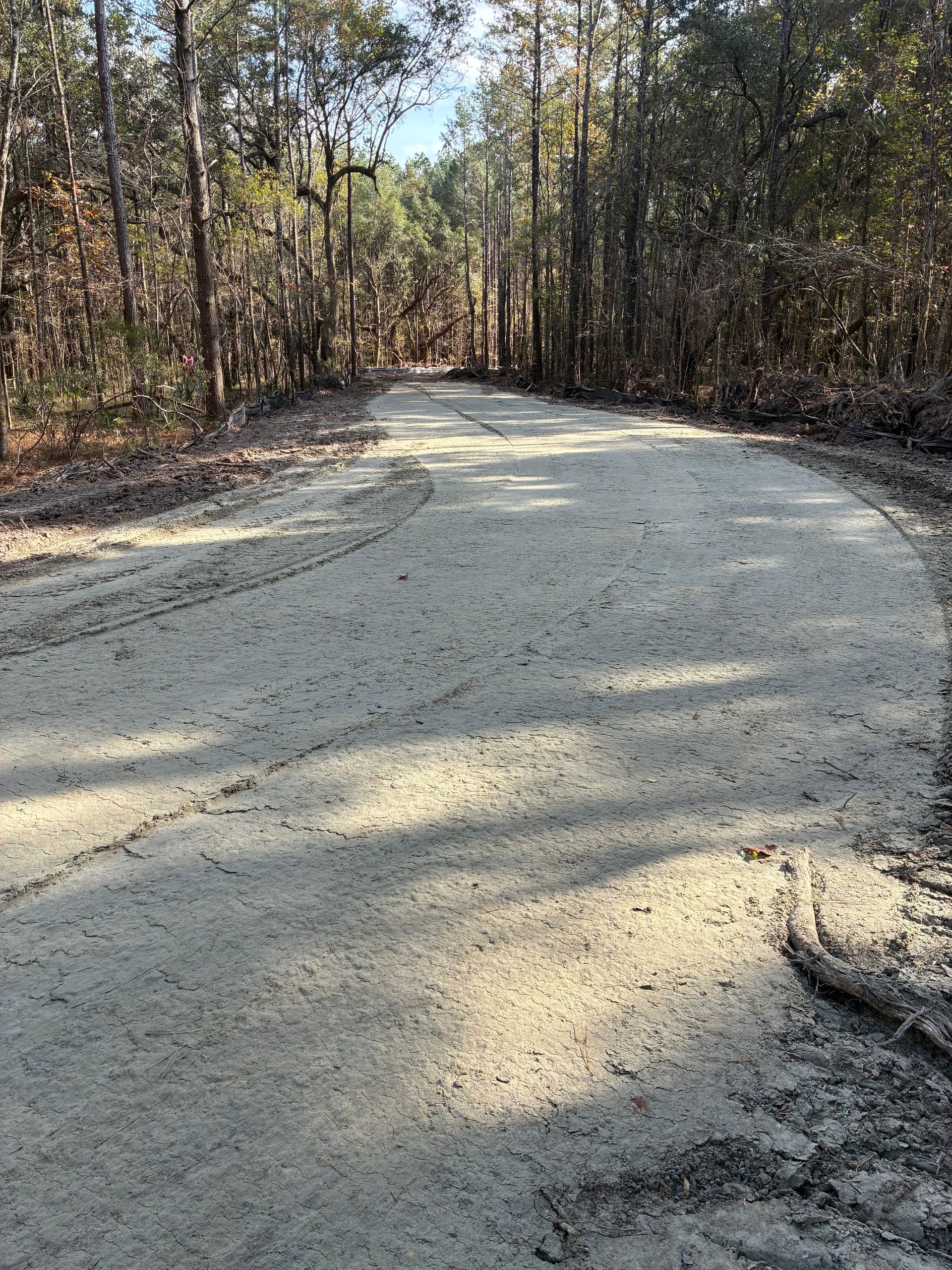 A wide dirt path winds through a forest with tall trees and dappled sunlight on the ground.
