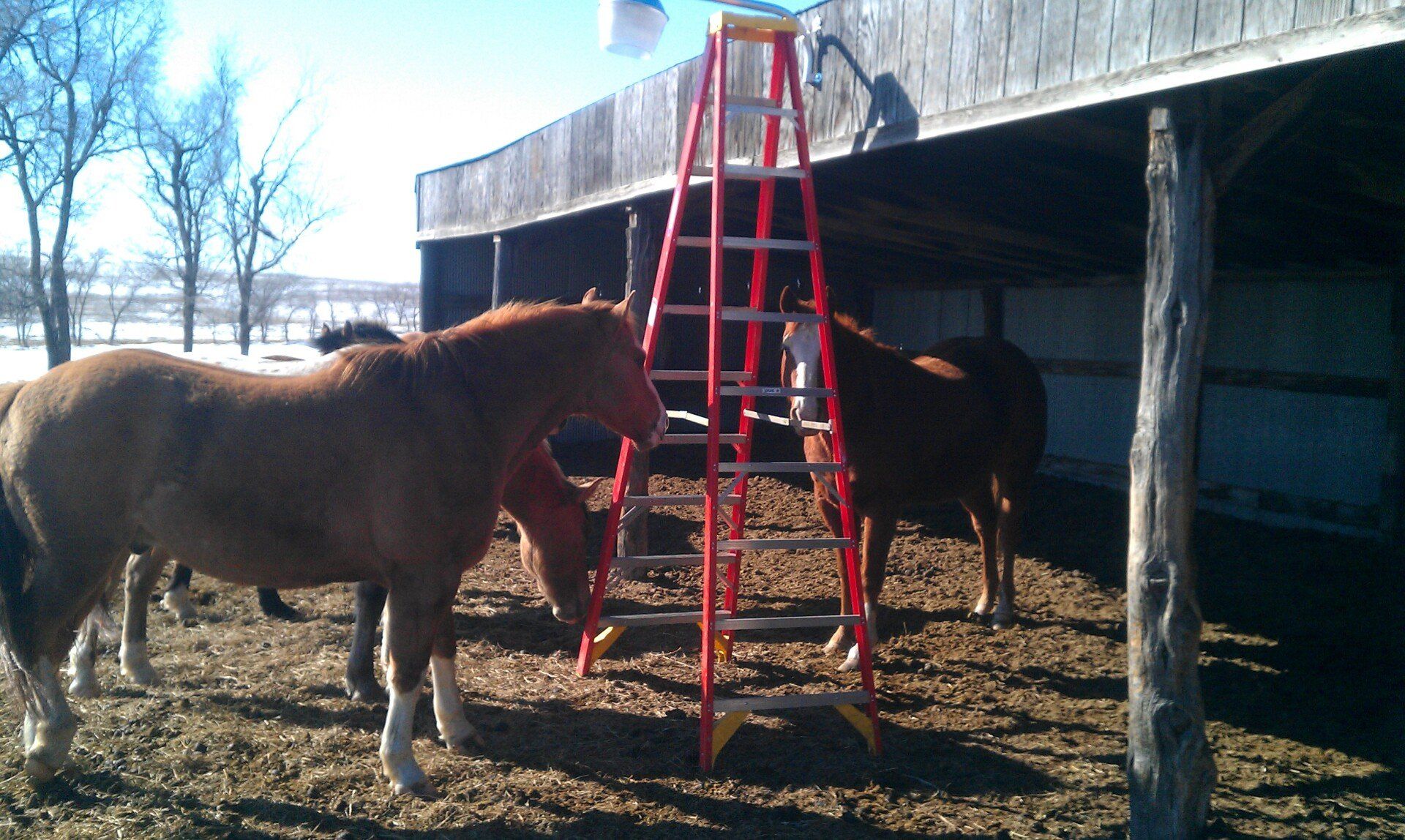Horse ladder