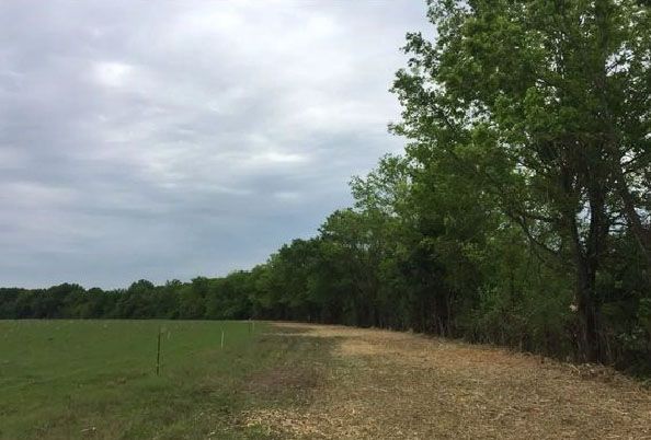 Field of green grass next to a row of trees under a cloudy sky.
