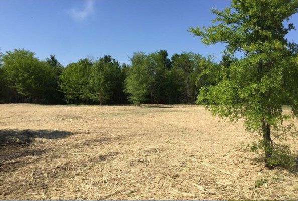 Open field of dried grass with a tree on the right and a line of trees in the background under a blue sky.