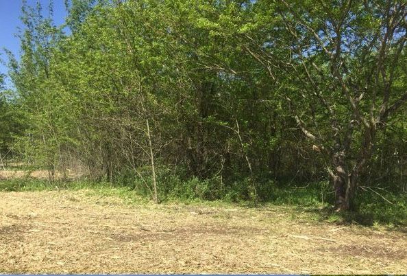 Green trees and brush line the edge of a field with cut grass under a blue sky.