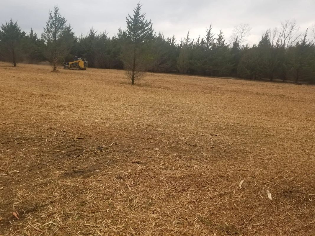 Field of brown grass with evergreen trees in background, and a yellow excavator.