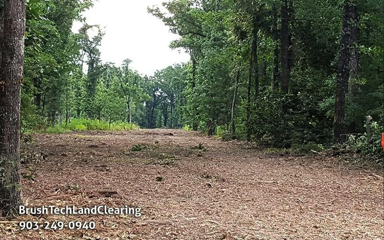 Dirt path cleared in a forest with trees on both sides and foliage on the ground.