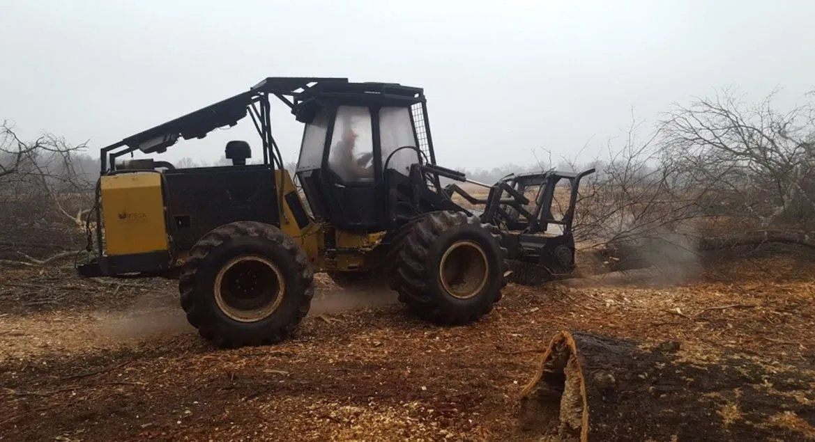 Yellow and black forestry mulcher clearing a wooded area.