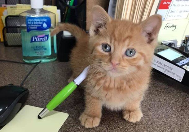 Adorable kitten