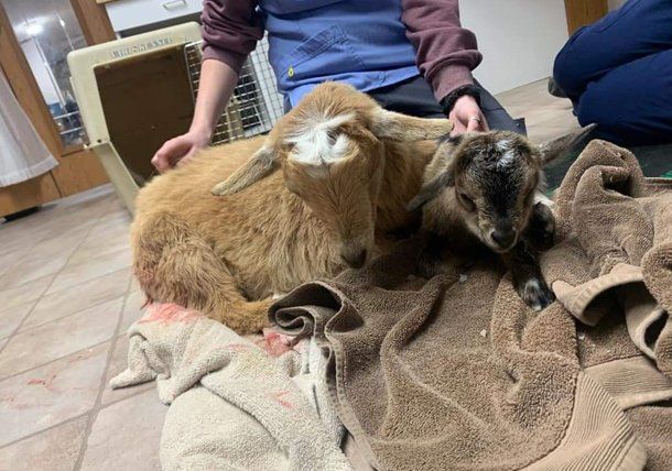 Goats