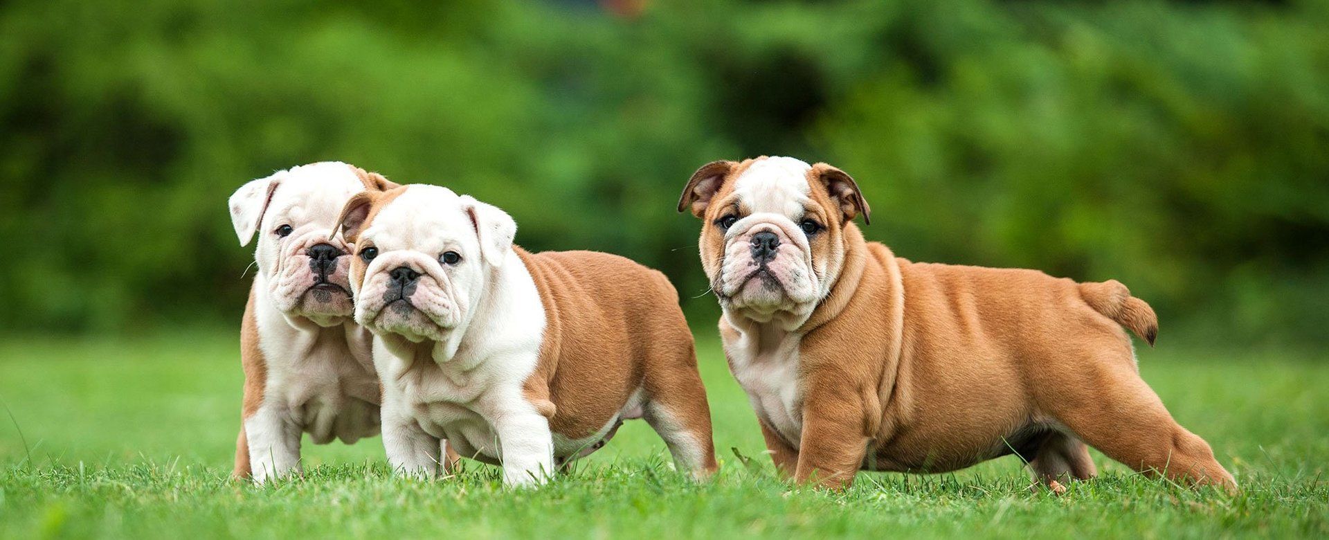 Dogs