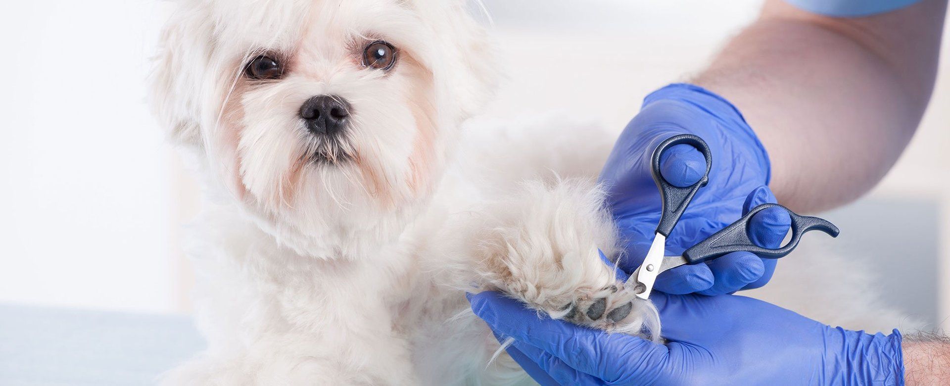 Pet Grooming