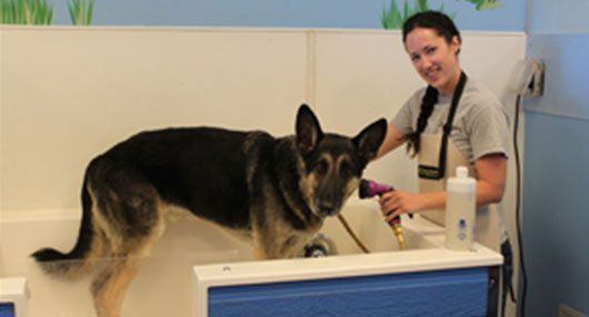A Girl Washing a Dog