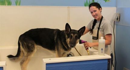 Kimbur Pet Wash Suites Pet Home Surprise AZ