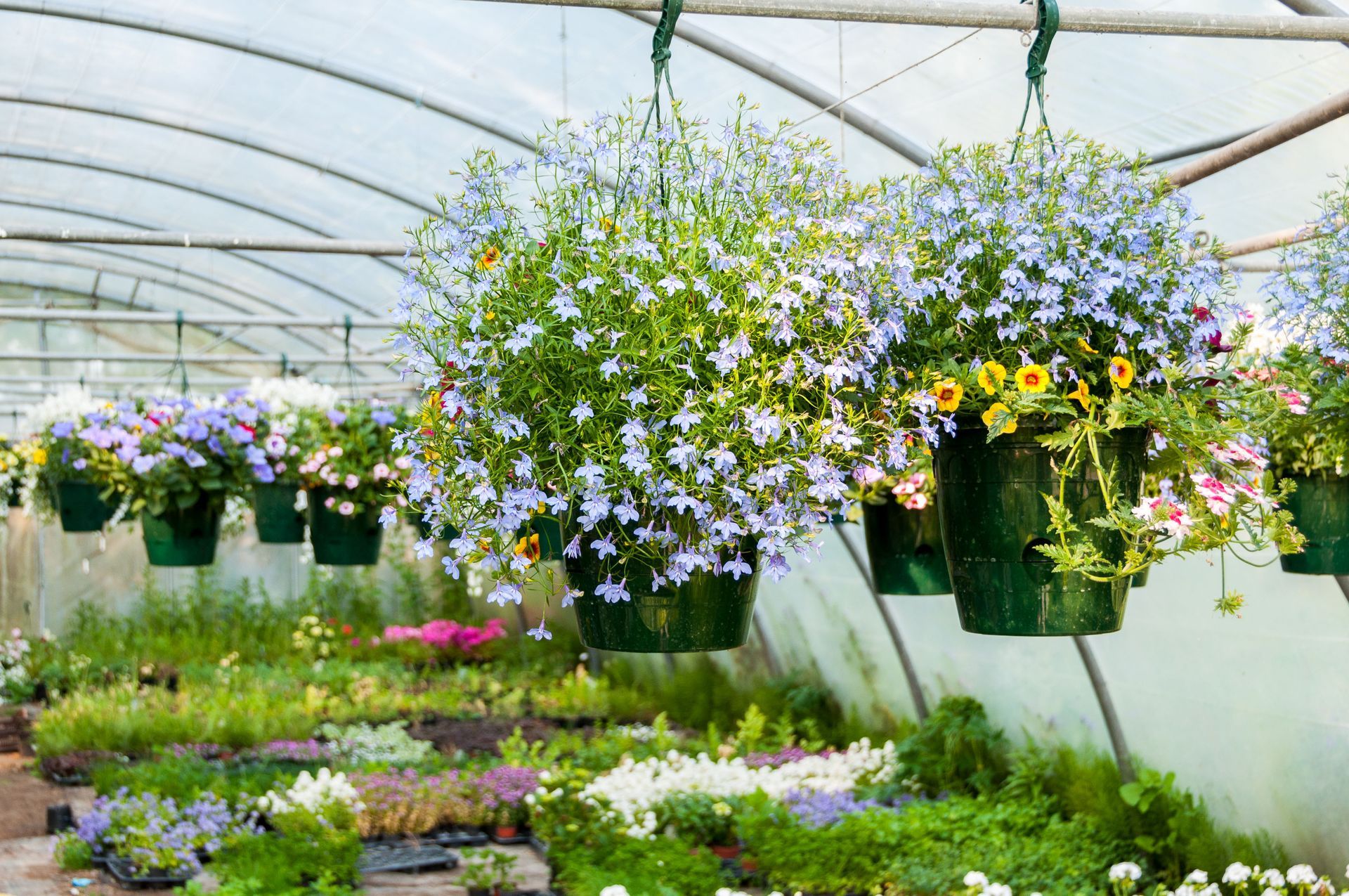 local plant stores