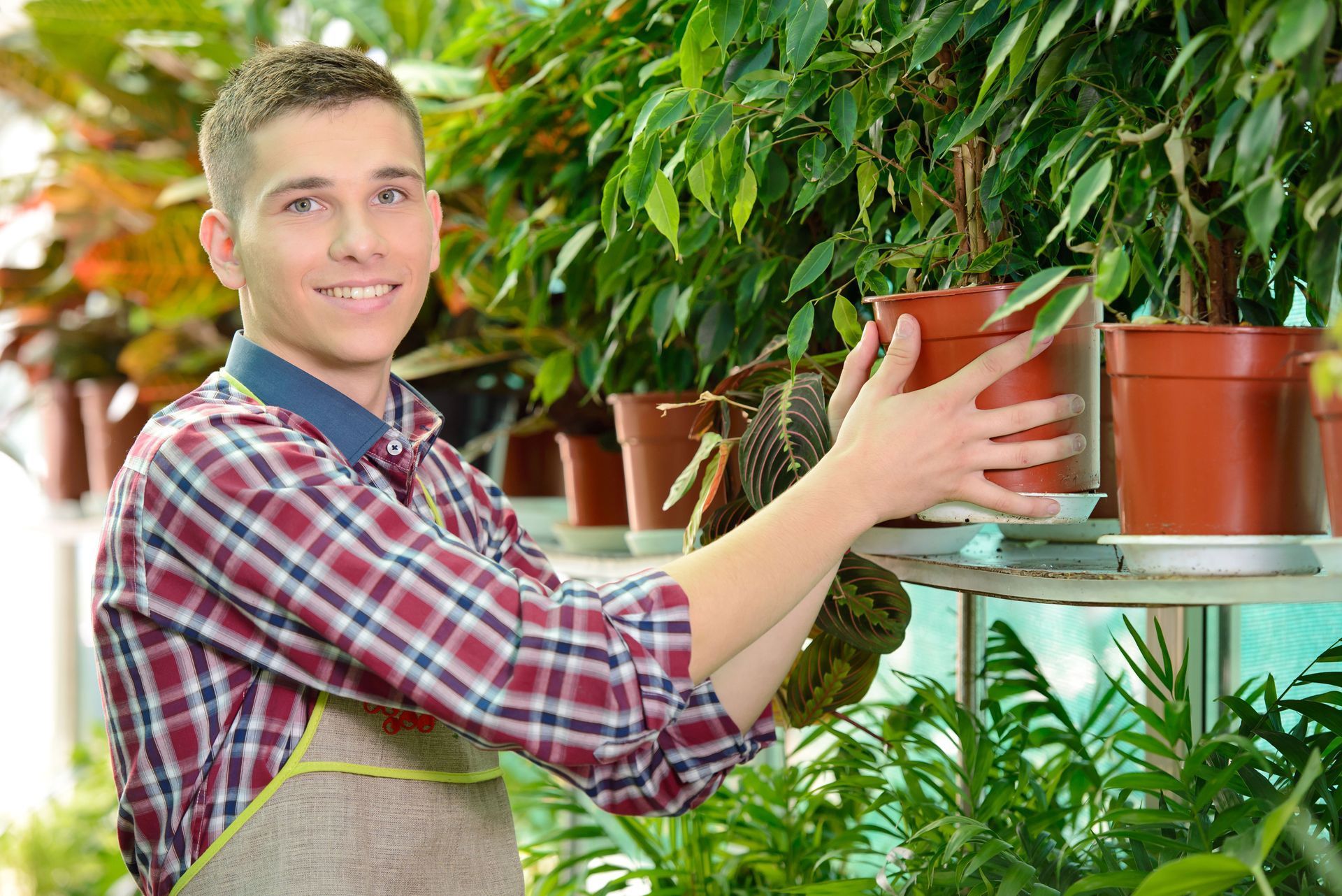 Man in plaid shirt arranging potted plants on a shelf in a greenhouse, smiling.