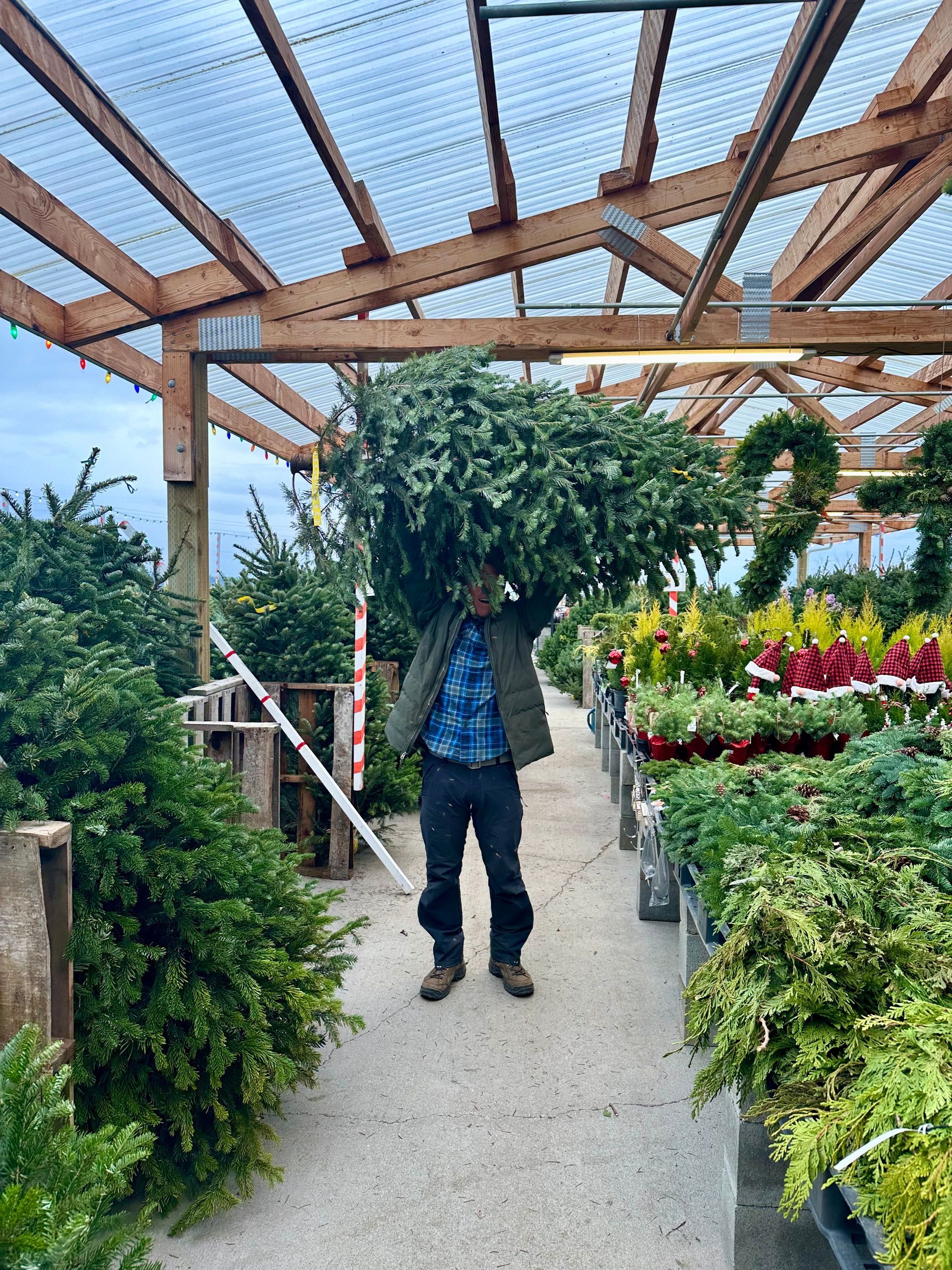 Man carrying a Christmas tree overhead in a greenhouse filled with plants.