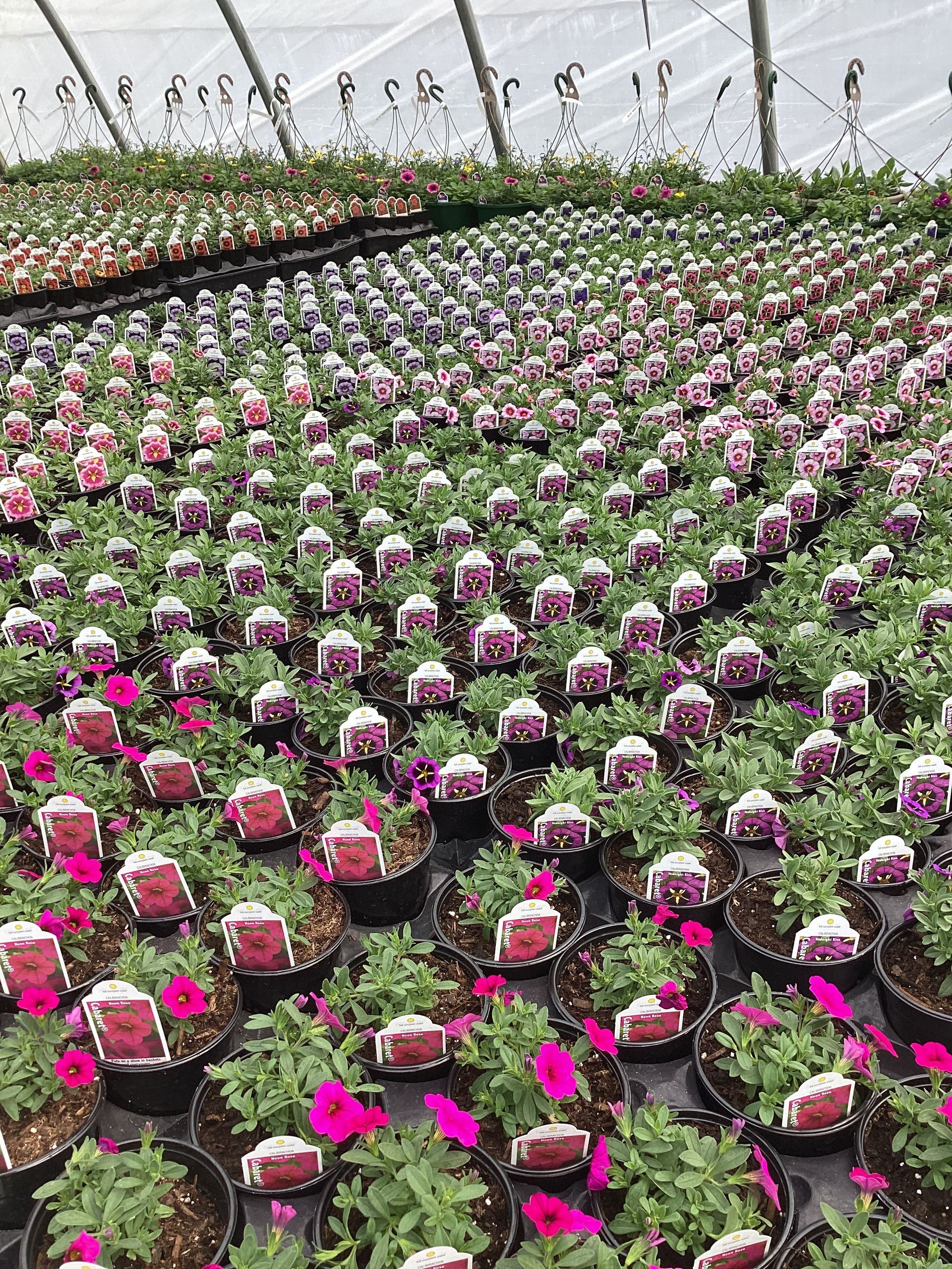 Rows of potted petunia flowers in various pink and purple hues under a greenhouse roof.