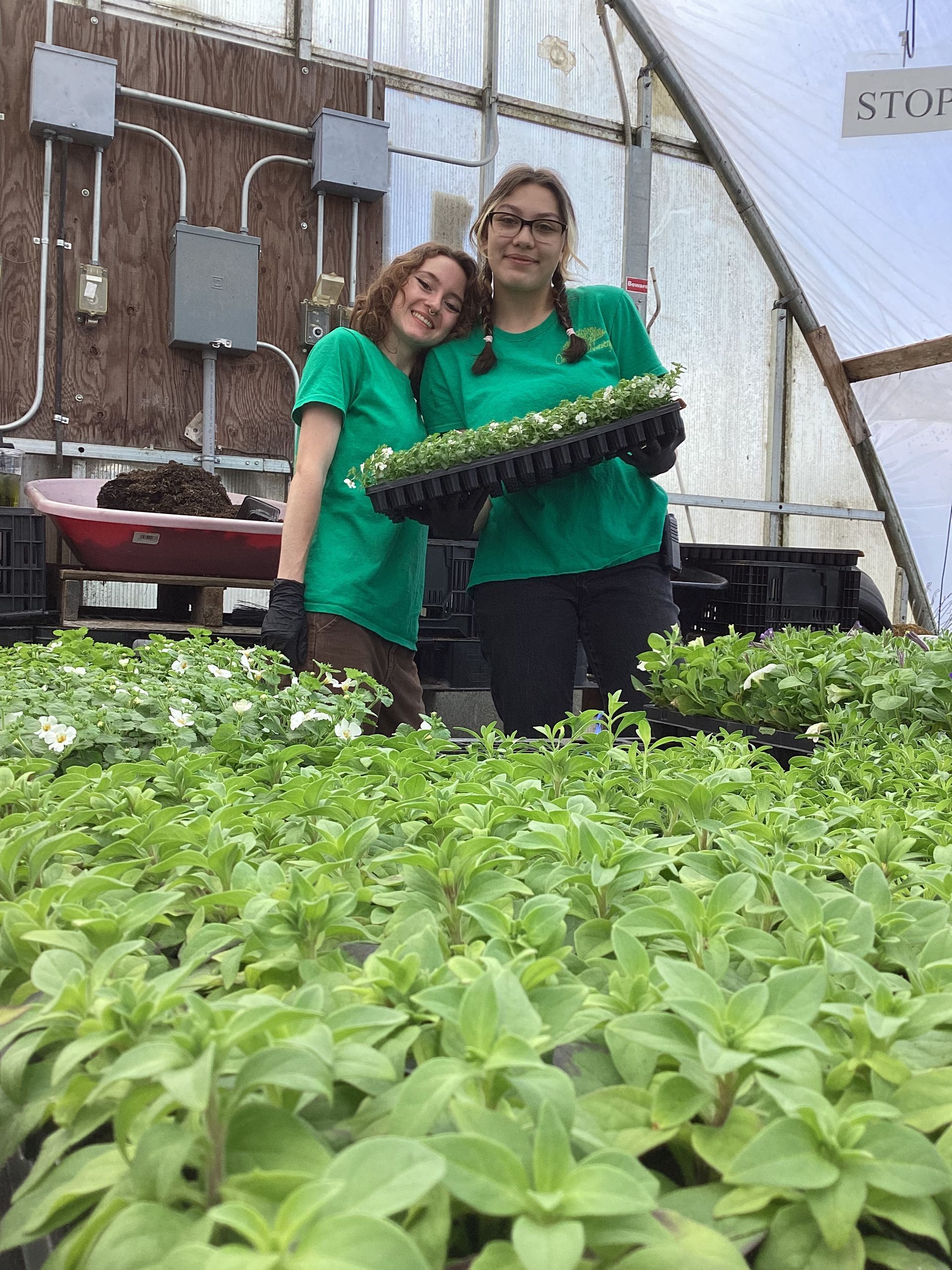 Two women in green shirts in a greenhouse, holding trays of seedlings. Smiling among plants.