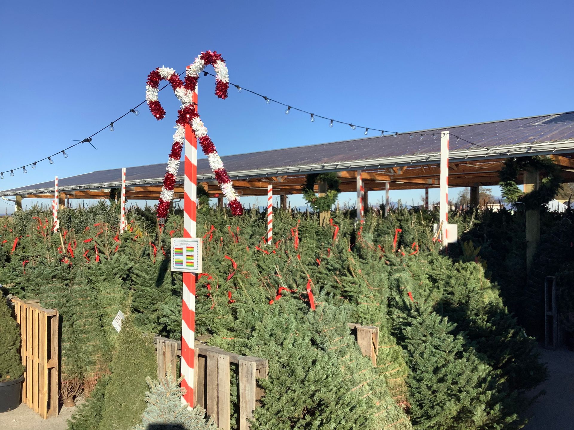 Christmas tree lot with candy cane decoration; trees, wreaths, sunny day.