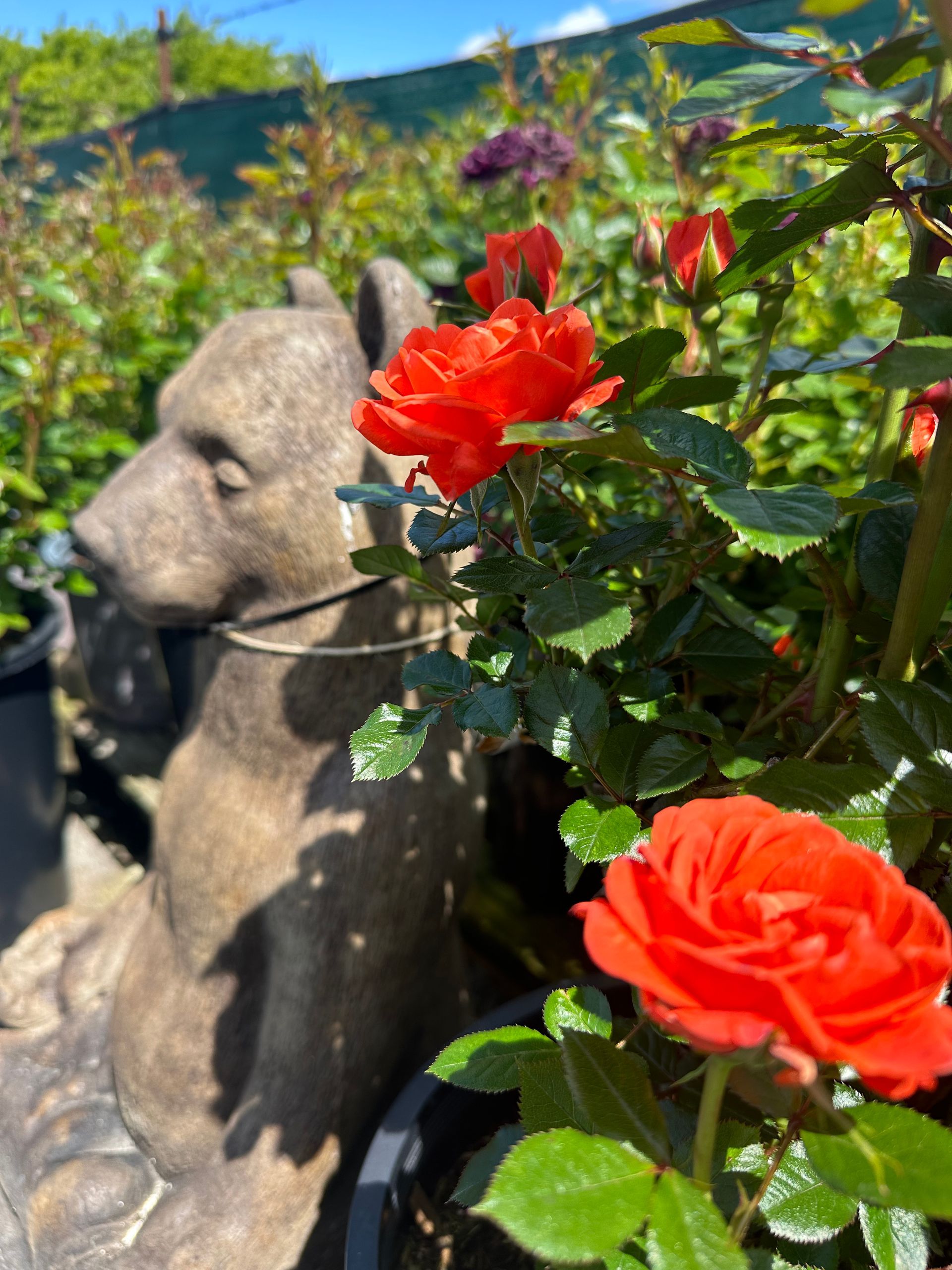Red roses bloom near a stone bear statue in a garden setting.