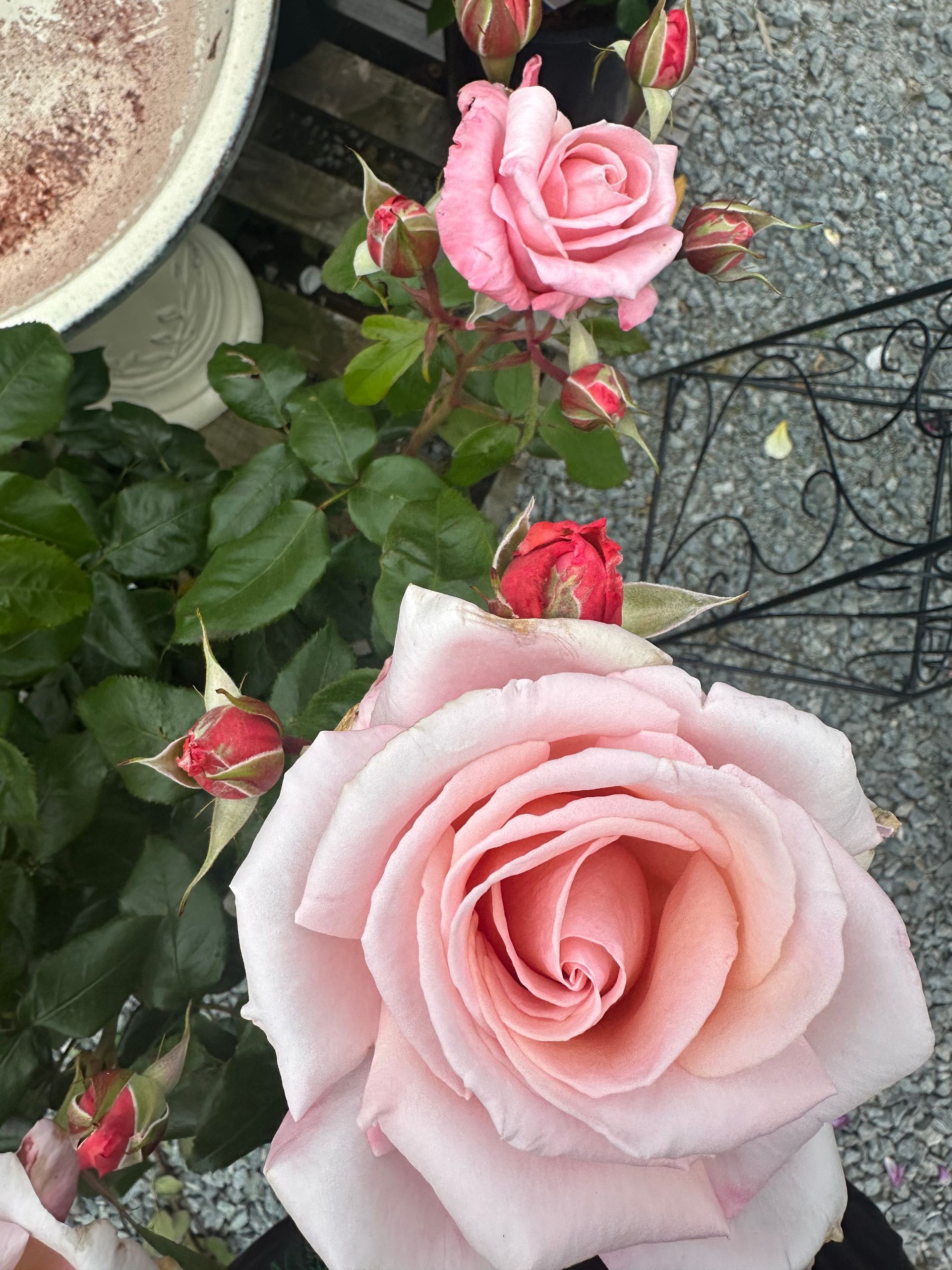Pink roses in bloom with buds, lush green leaves, by a white pot.