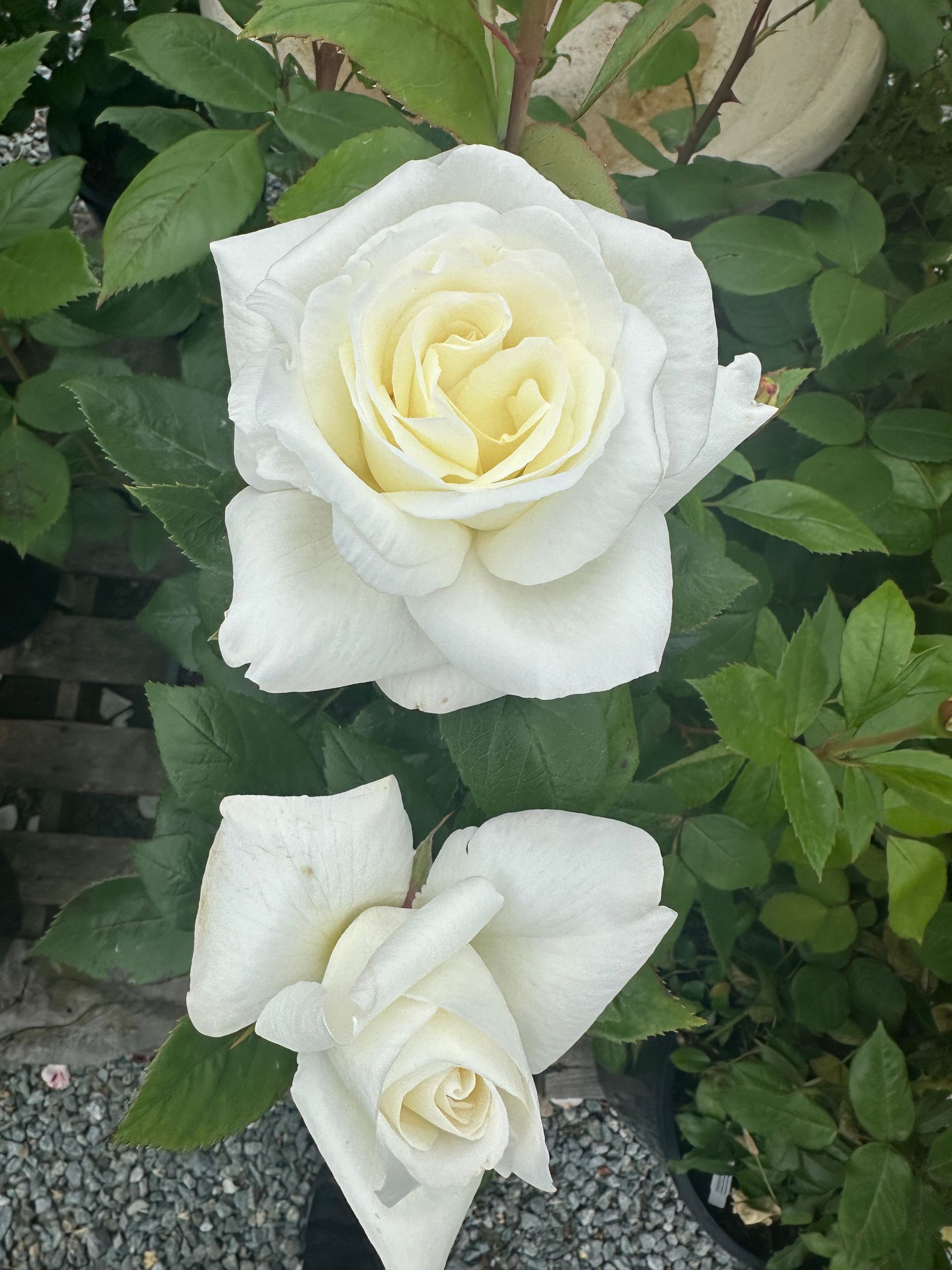 Two white roses with yellow centers against green leaves.