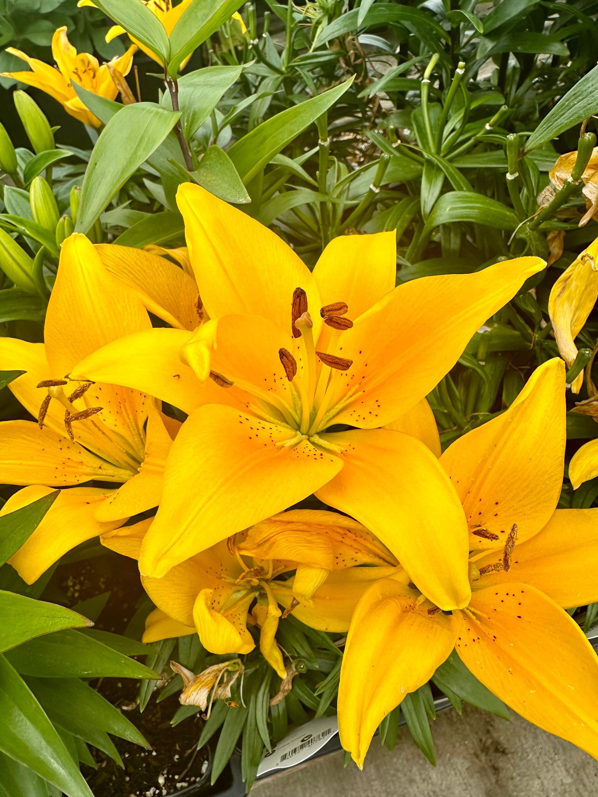 Yellow lilies blooming with green leaves.
