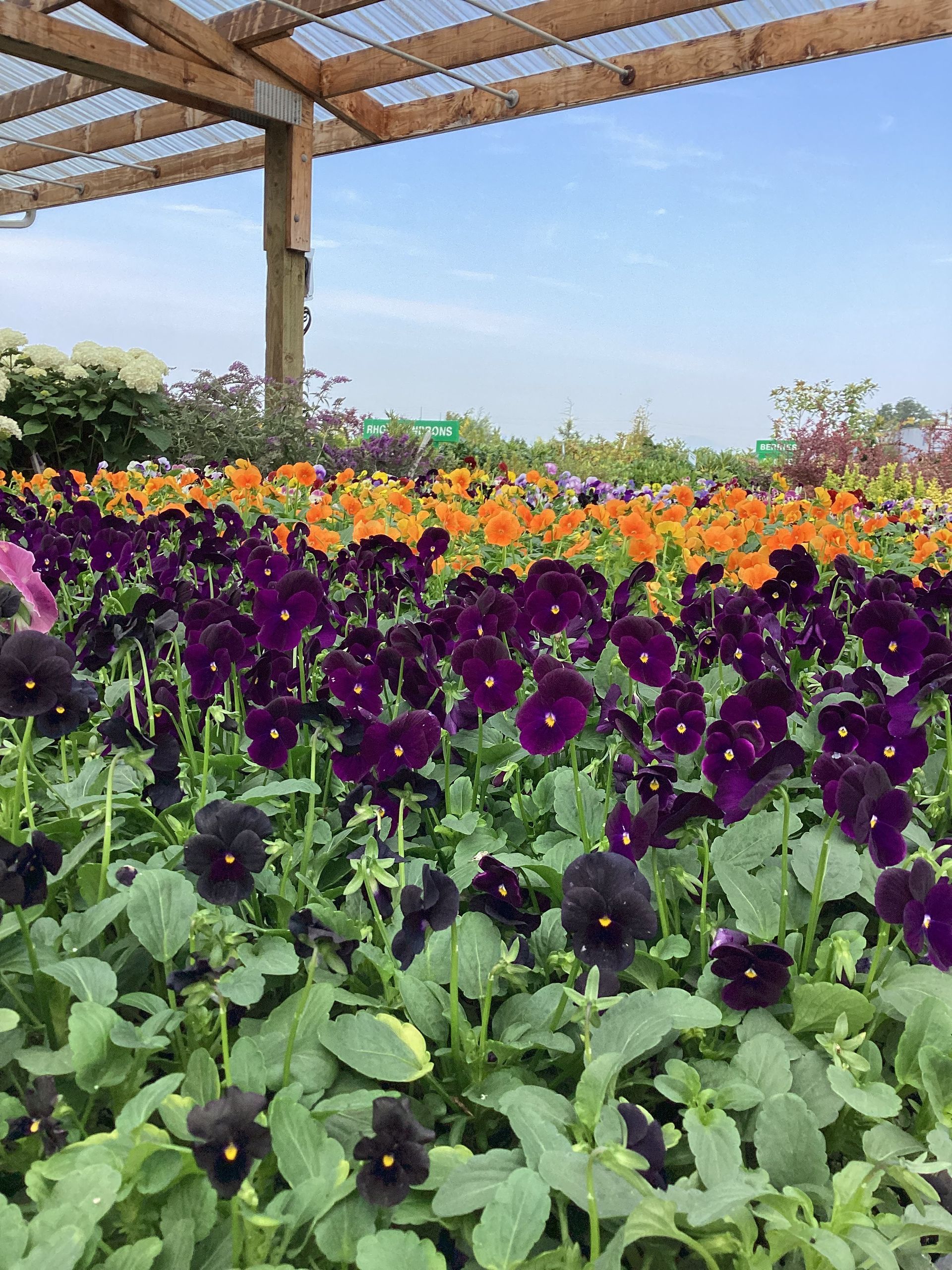 Purple and orange pansies bloom under a greenhouse roof, creating a vibrant display of color.