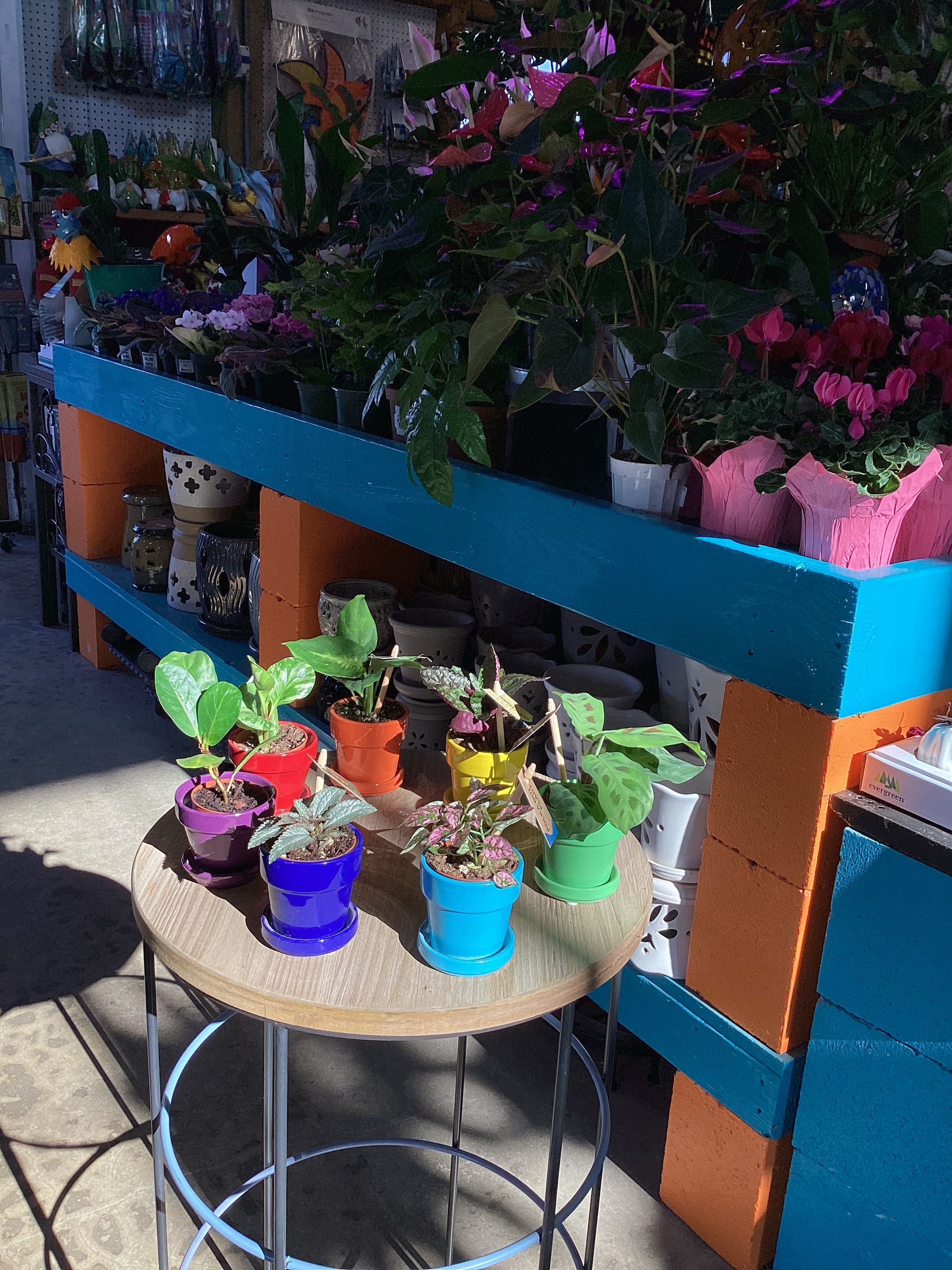 Plants in colorful pots on a stool in a shop, with more plants on a blue and orange shelf.