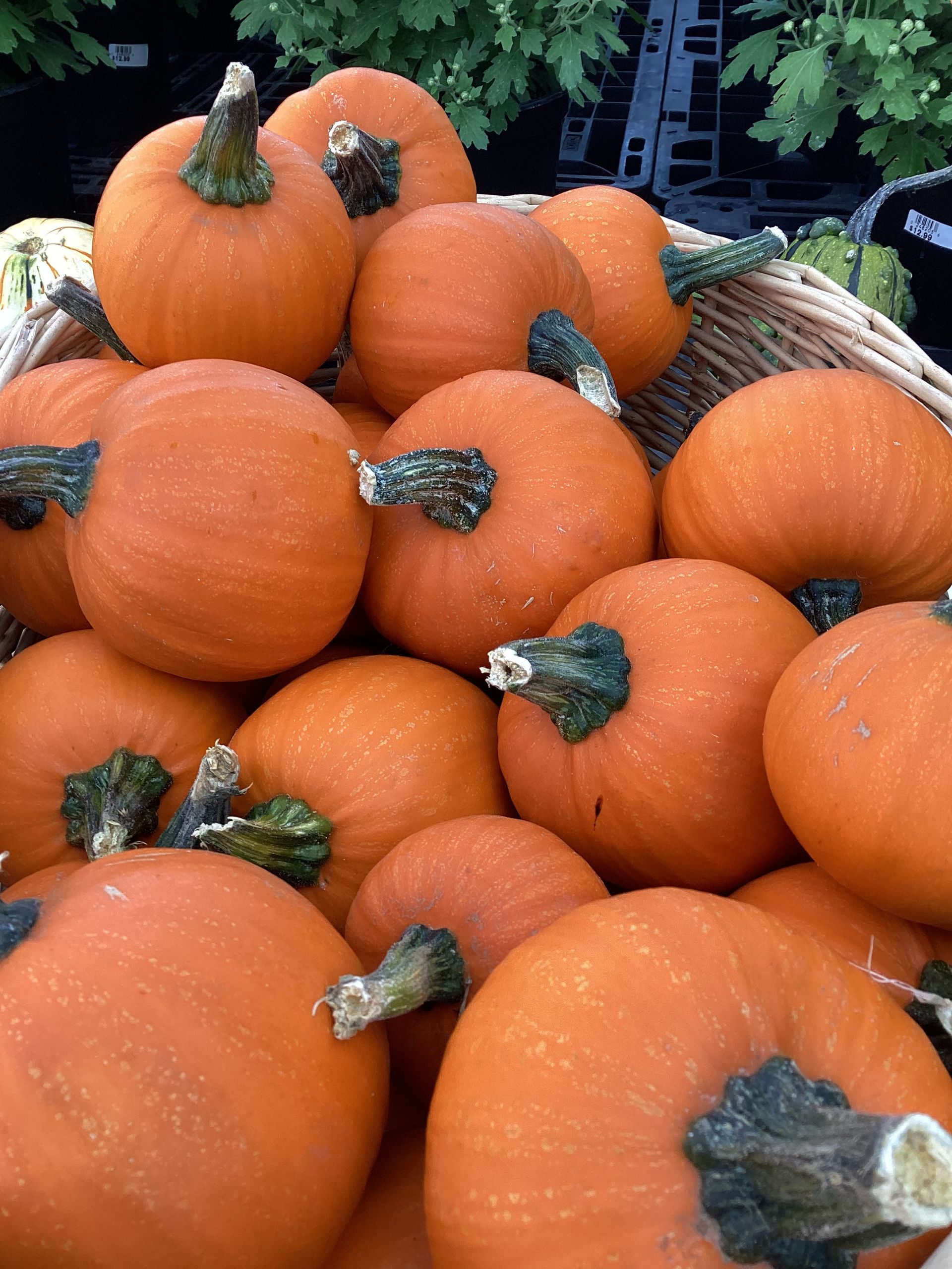 Basket of small, round, orange pumpkins with green stems.