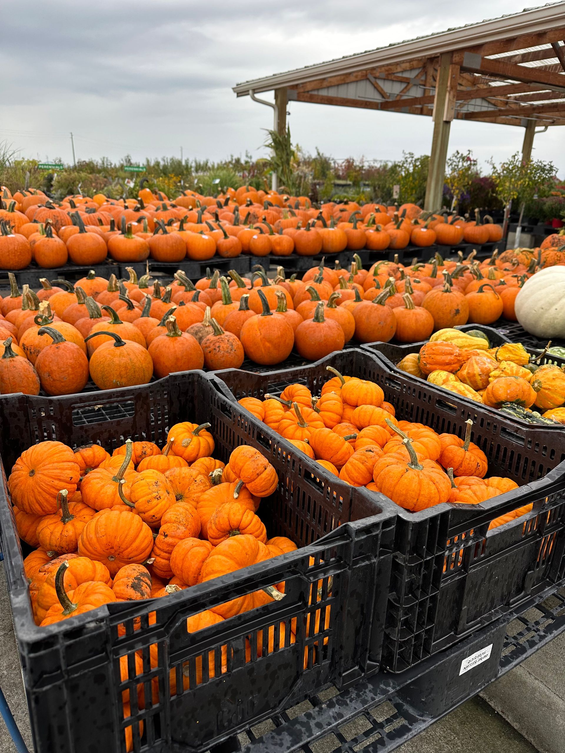 Pumpkins for sale at an outdoor market, various sizes and colors, under a wooden structure.