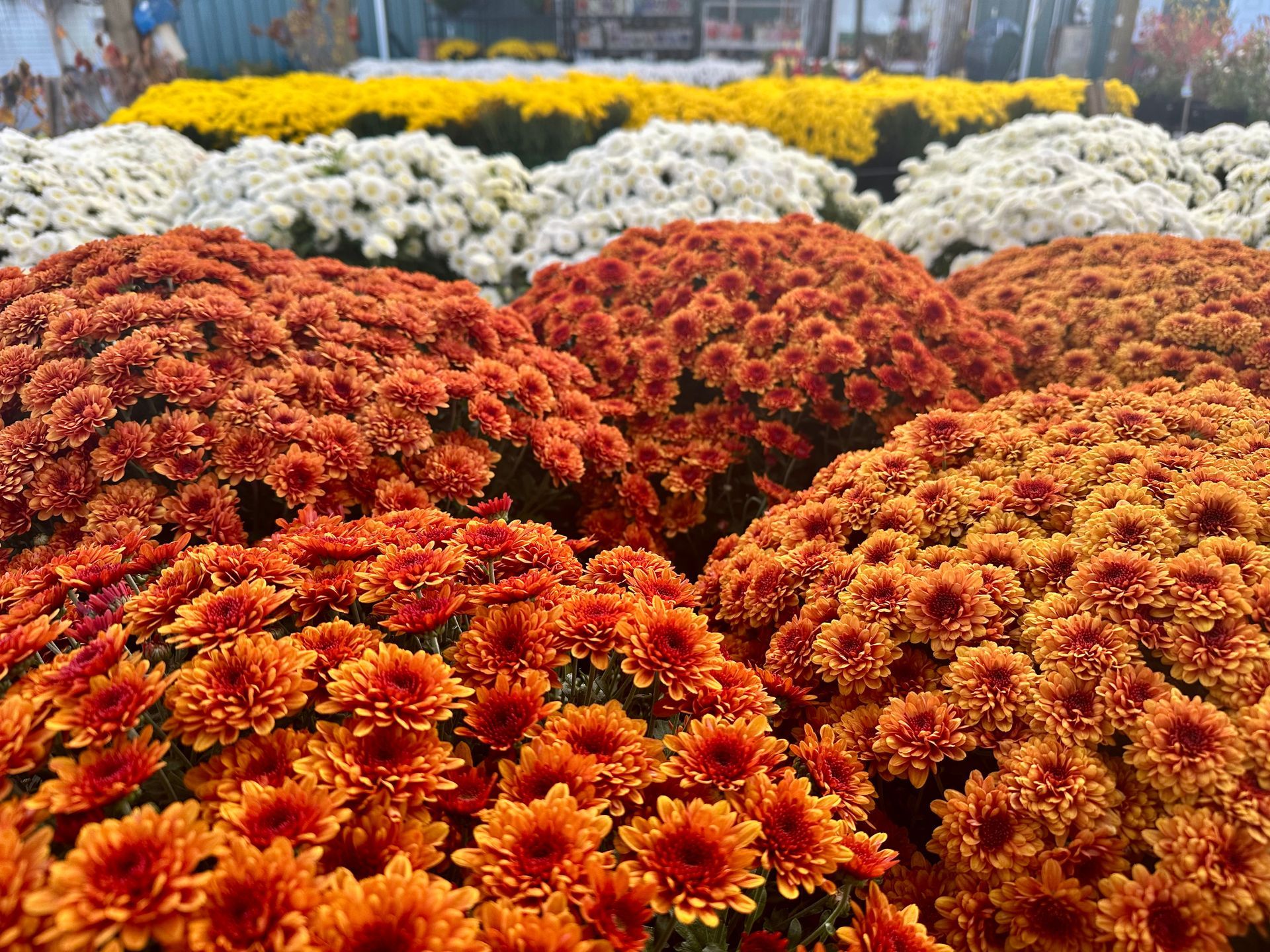 Bunched orange, rust, white, and yellow chrysanthemums on display for sale outdoors.