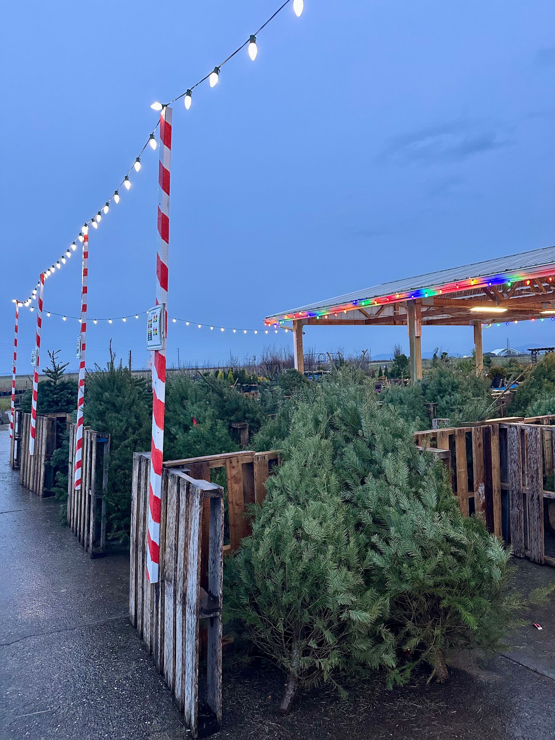 Christmas tree lot with trees, red and white striped poles with string lights, and a wooden shelter under a cloudy sky.