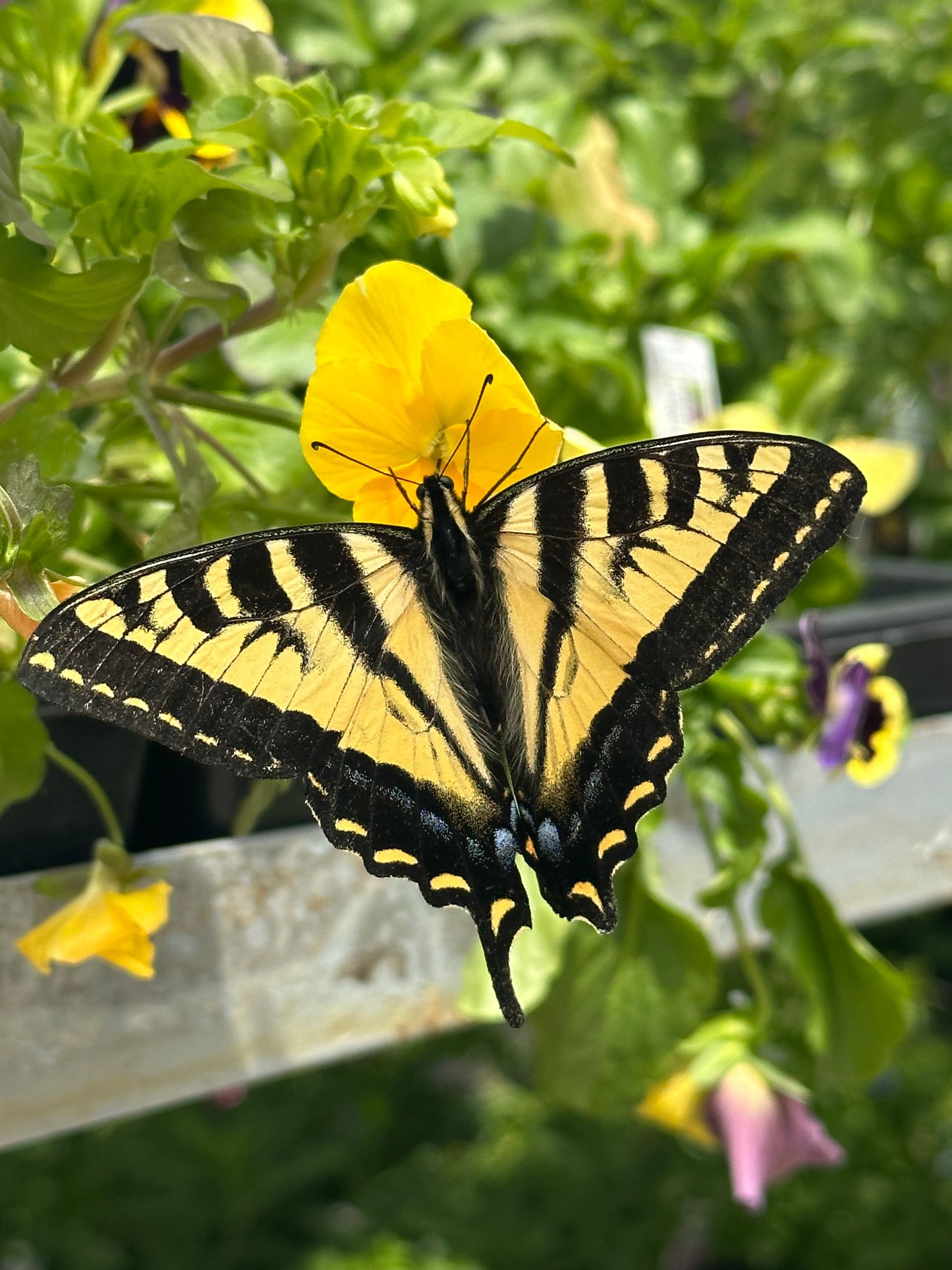 Yellow and black Eastern tiger swallowtail butterfly on a yellow flower with a green background.
