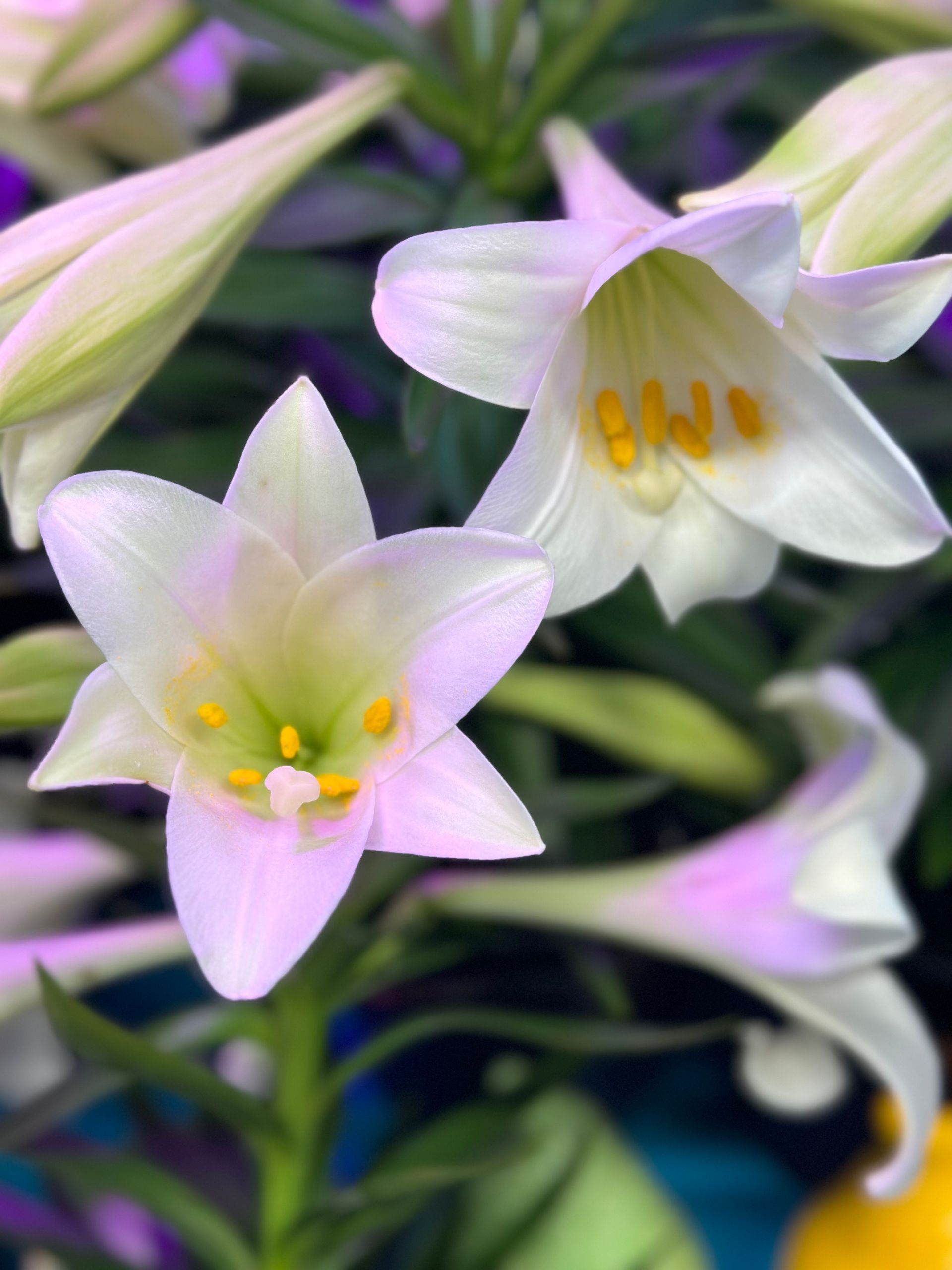 White Easter lilies with yellow stamens; green stems and buds in the background.