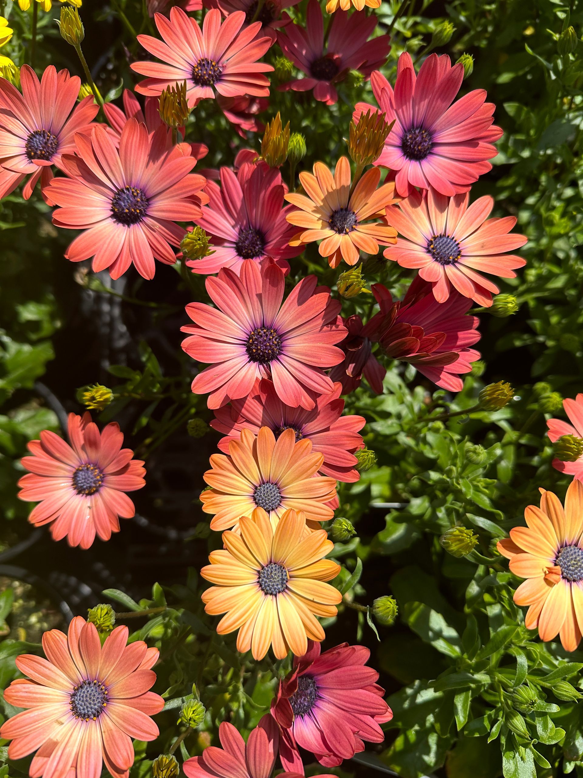 Orange and pink daisy-like flowers with dark centers against a green foliage background.