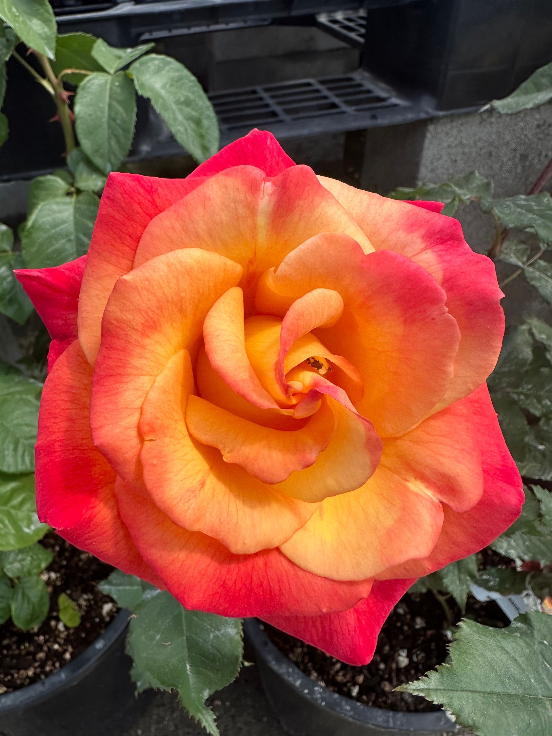 Fiery orange and red rose in full bloom, petals tightly curled.