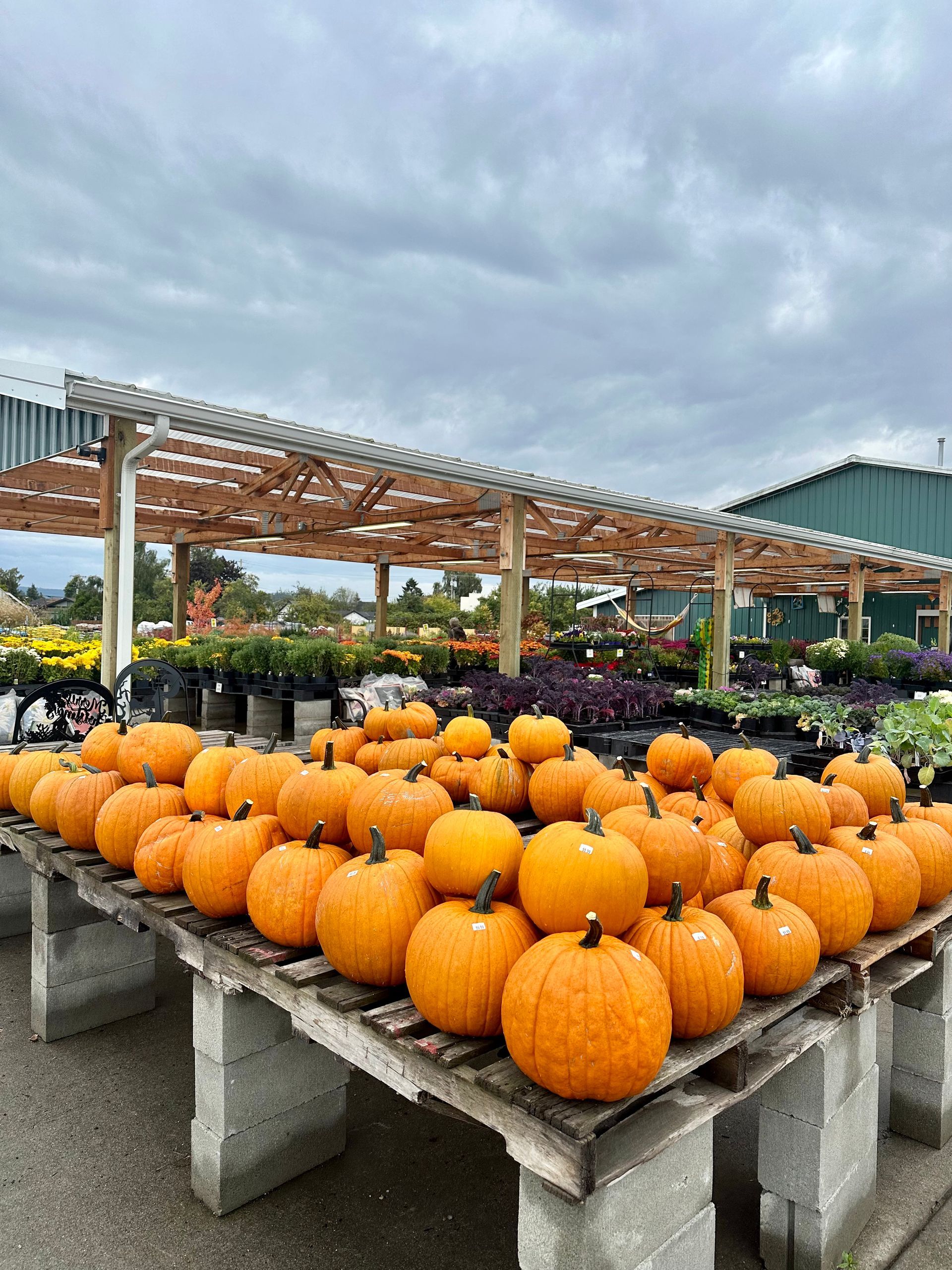 Pumpkins displayed on a wooden table, in front of a plant nursery with a cloudy sky.