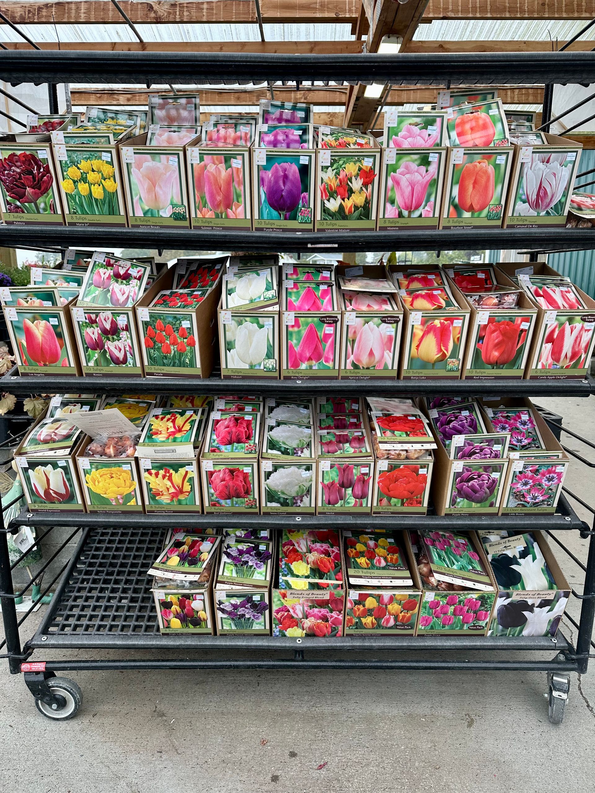 Shelves on a black metal cart filled with boxes of colorful tulip bulbs for sale at a garden center.