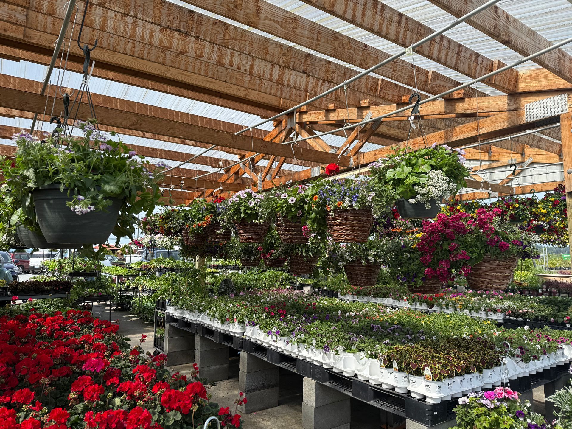 Greenhouse with flowering plants in baskets and trays.