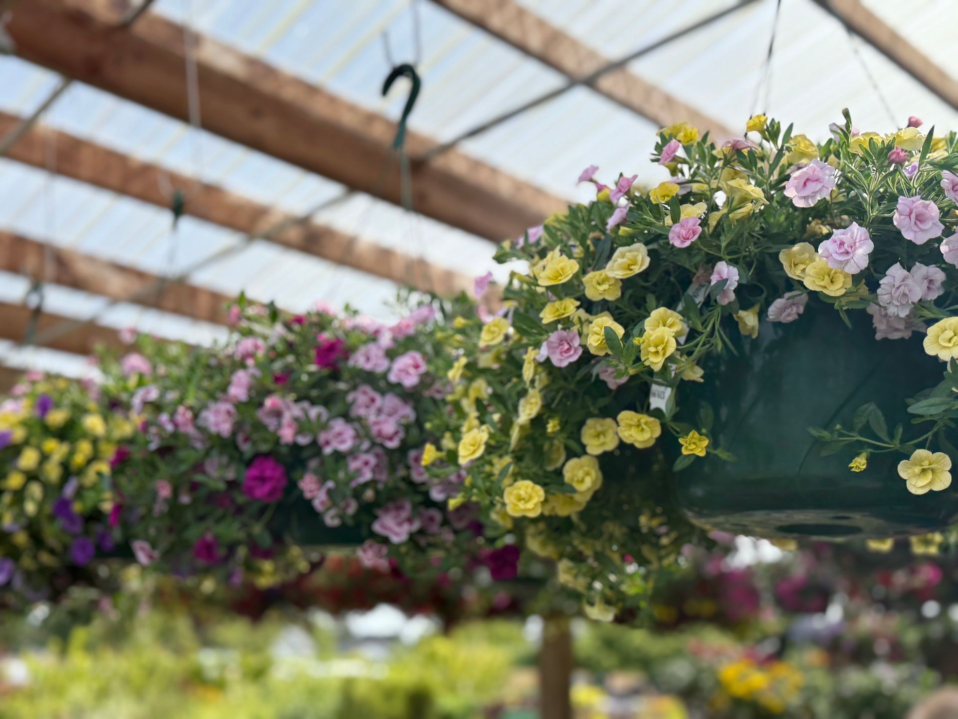 Hanging baskets filled with colorful petunias in a greenhouse setting.