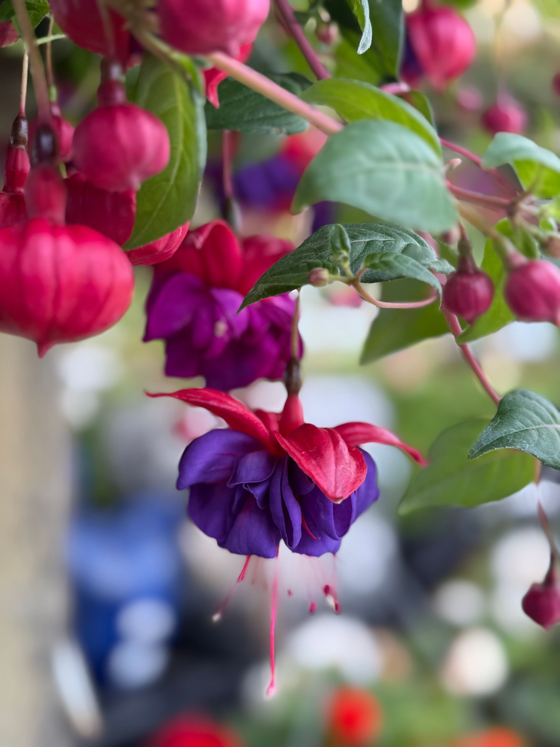 Fuchsia flowers, red and purple, hanging from green stems with leaves.