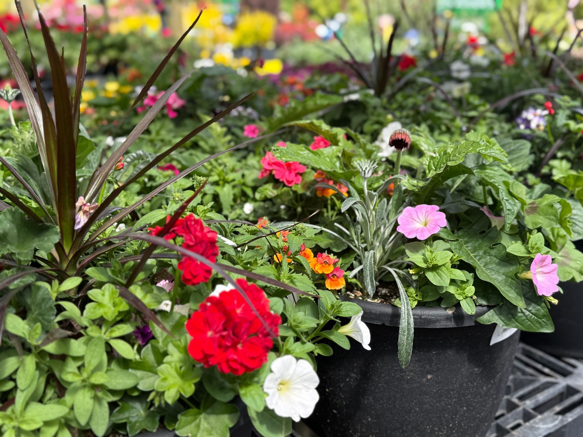 Colorful potted flowers in a garden center, with red, pink, and white blooms.