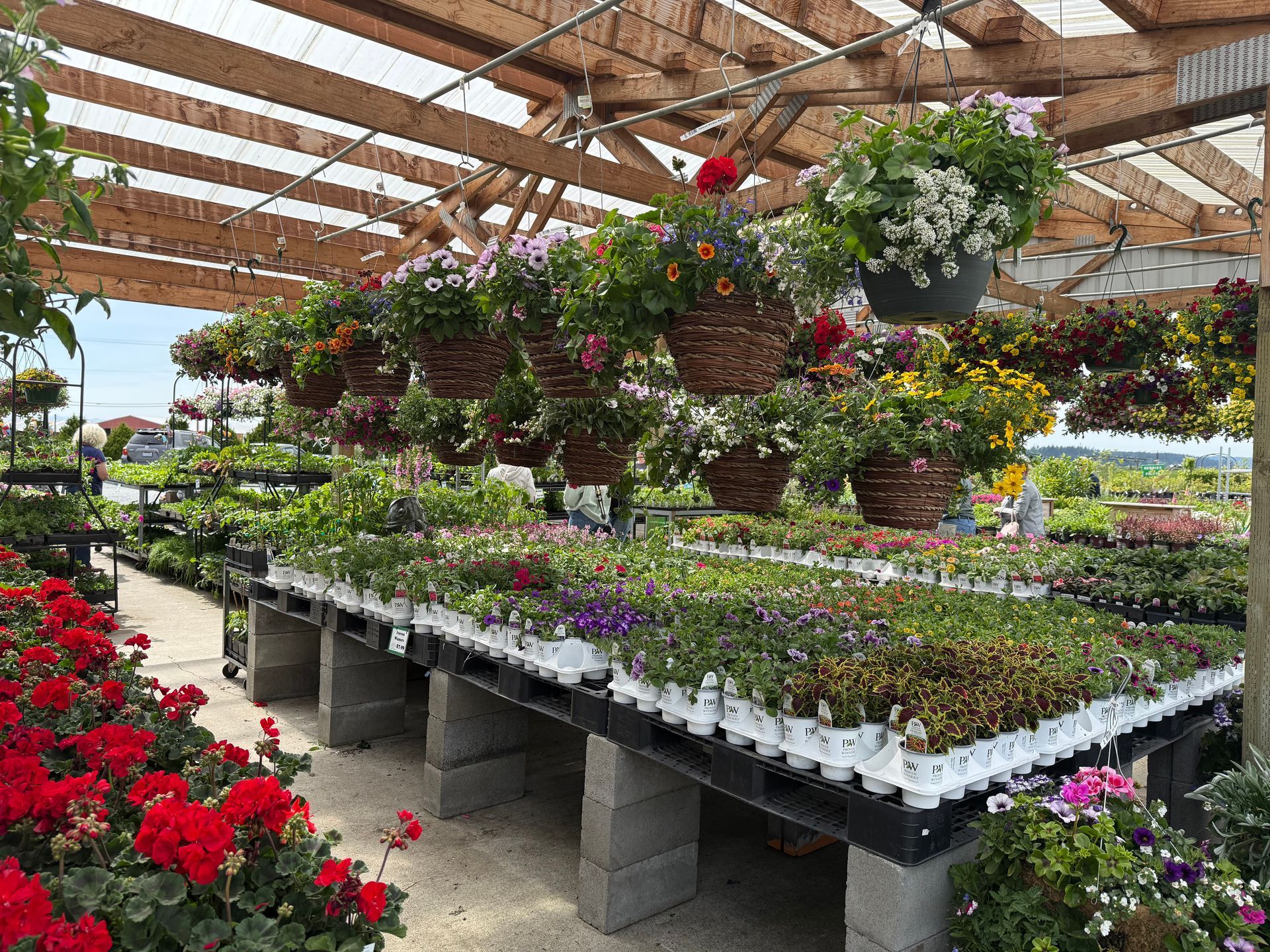 Greenhouse filled with plants, including hanging baskets of colorful flowers and rows of potted seedlings.