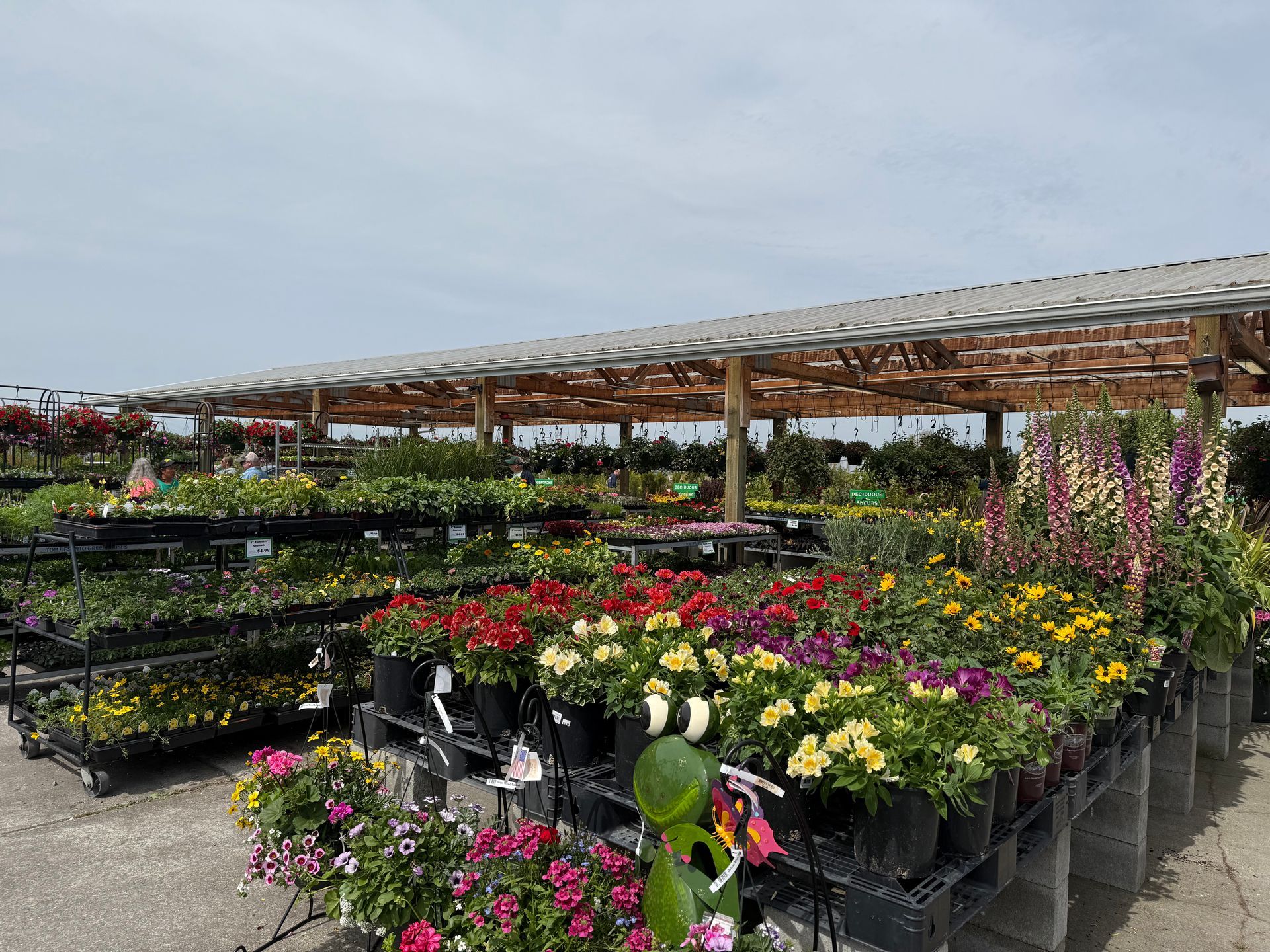 Garden center with rows of potted flowers under a covered structure, variety of colors visible.