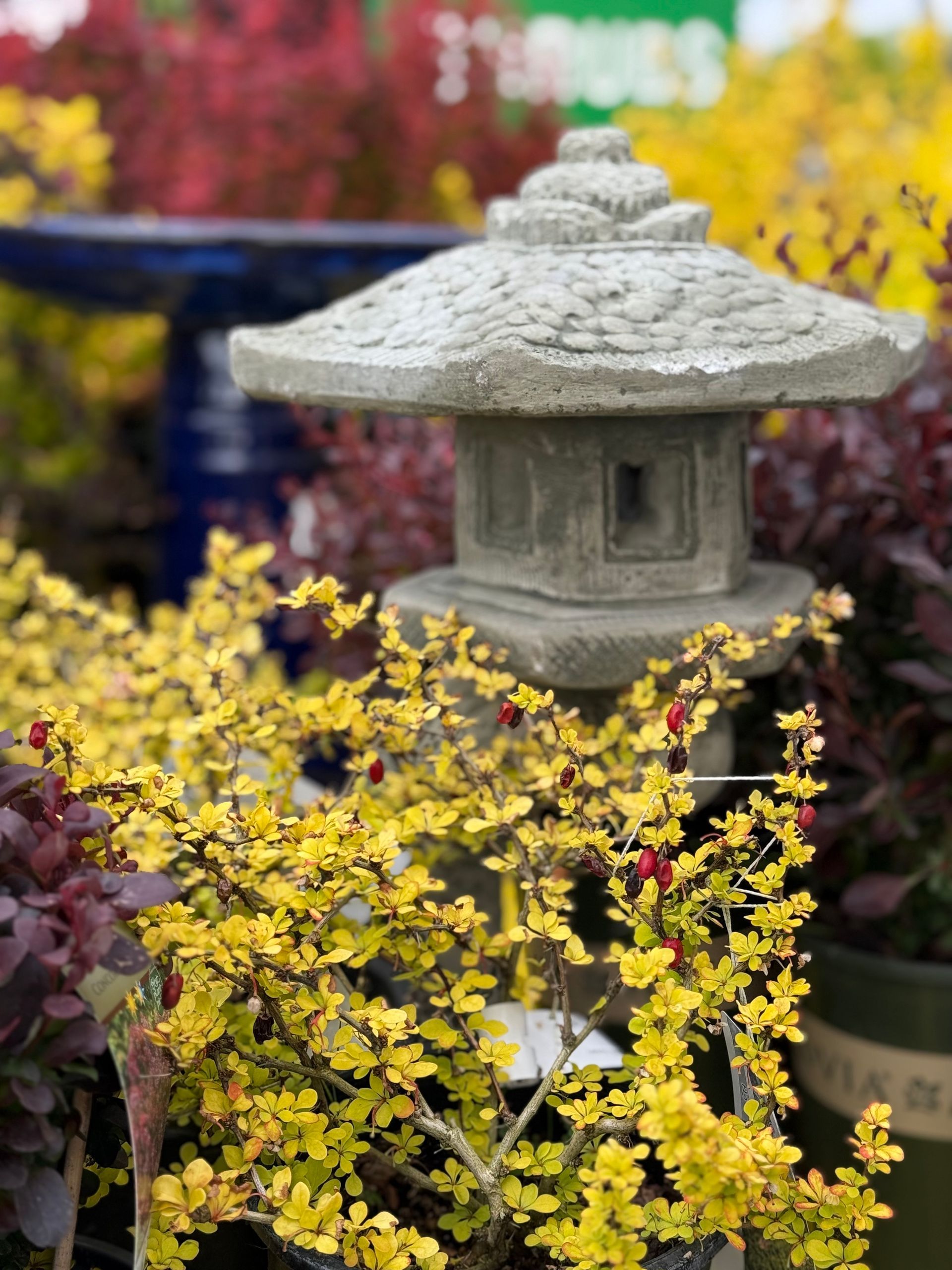 Yellow flowering shrub with red berries and a stone pagoda.