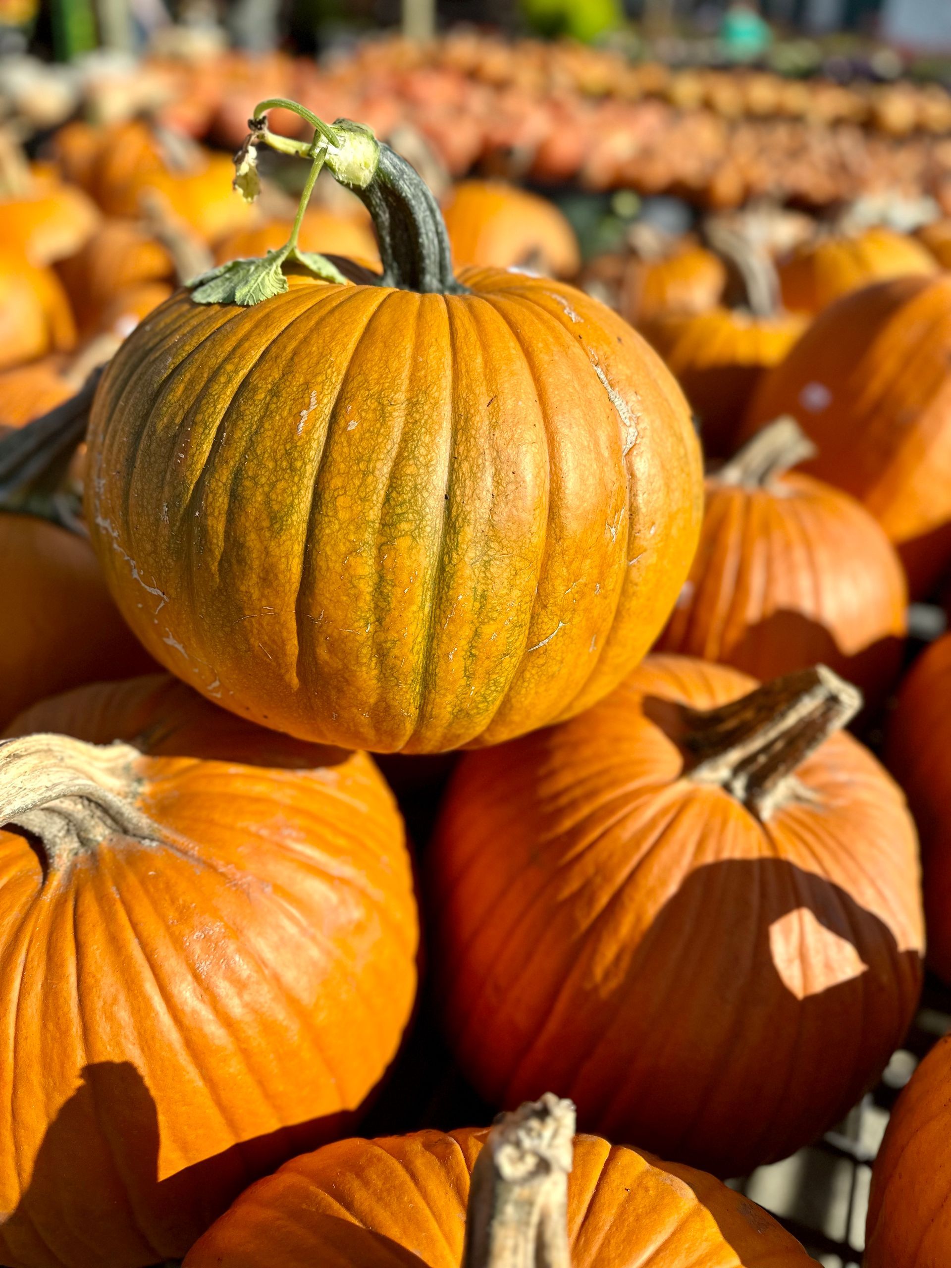 Pile of orange pumpkins in a field, with one pumpkin in focus.