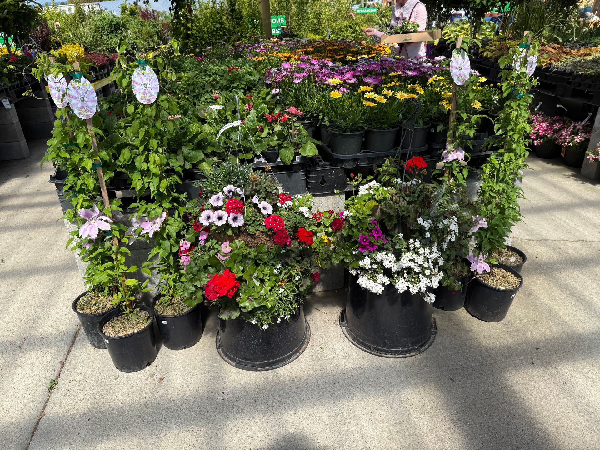 Display of potted flowers in various colors at a garden center, with a person in the background.
