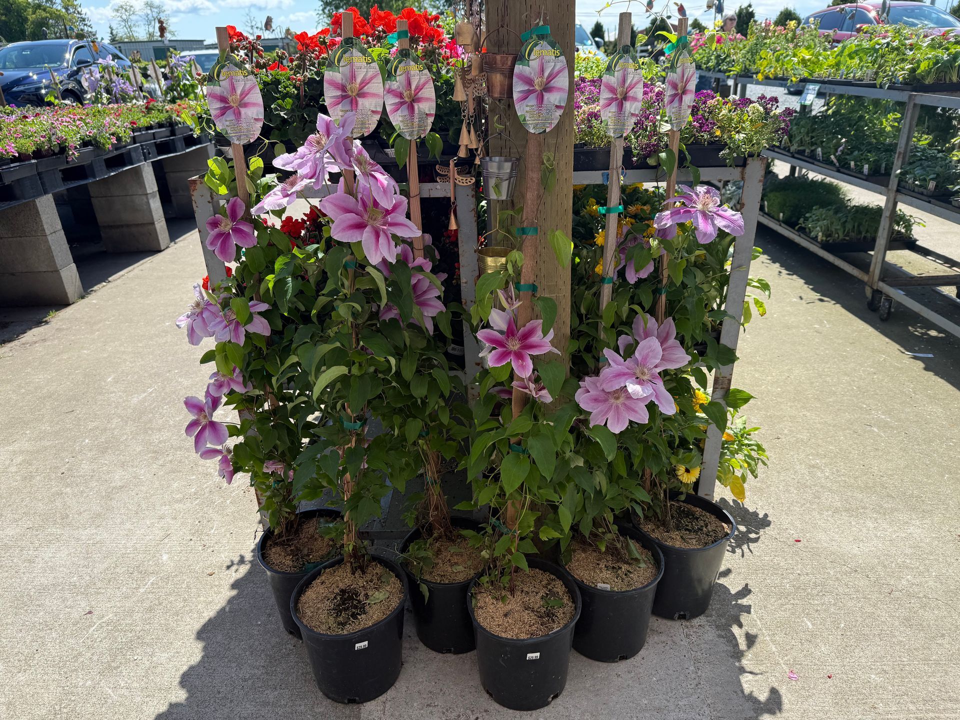 Clematis plants in black pots, with pink and white flowers, displayed at a garden center.