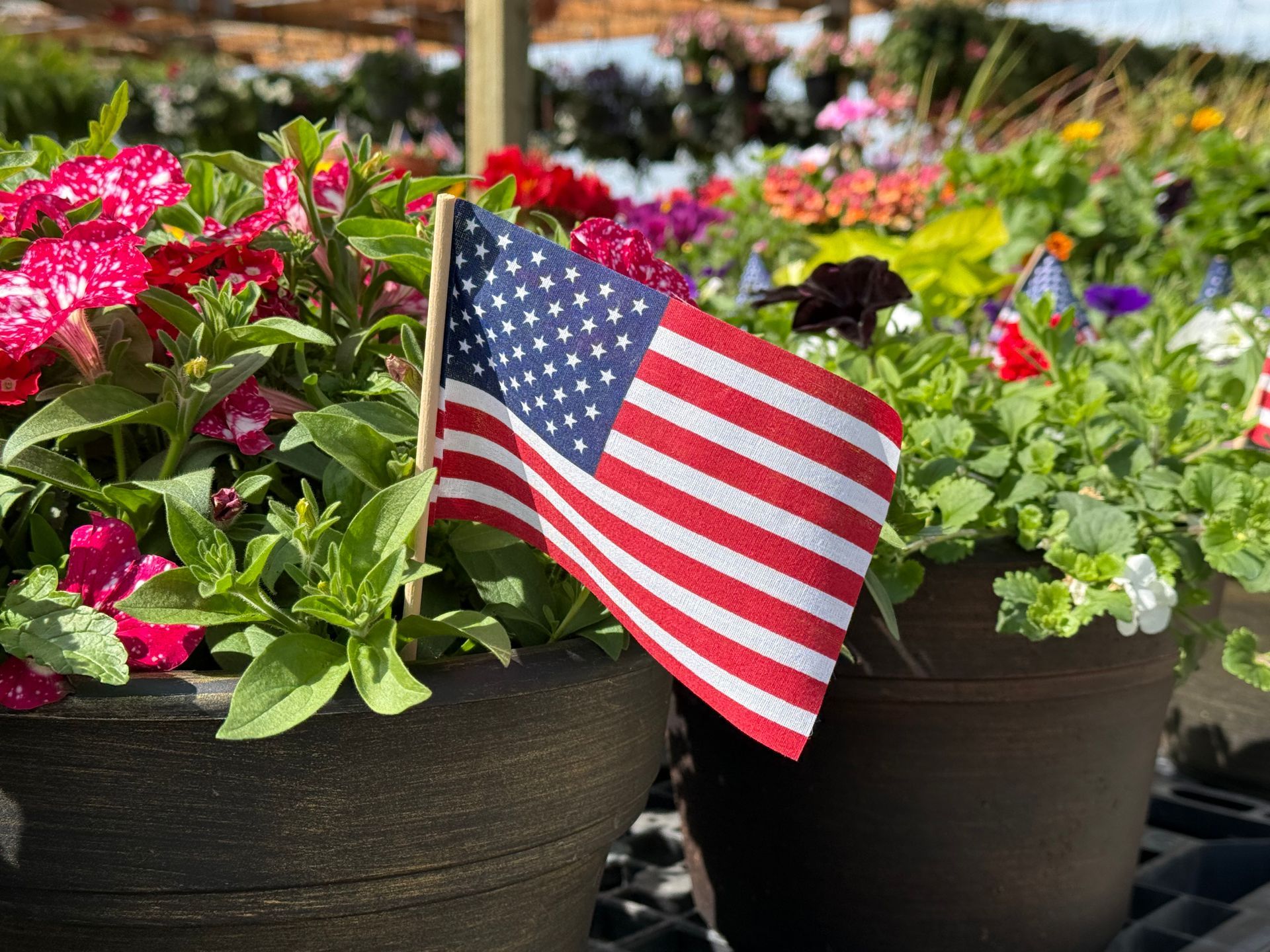 American flag waving in potted flowers.