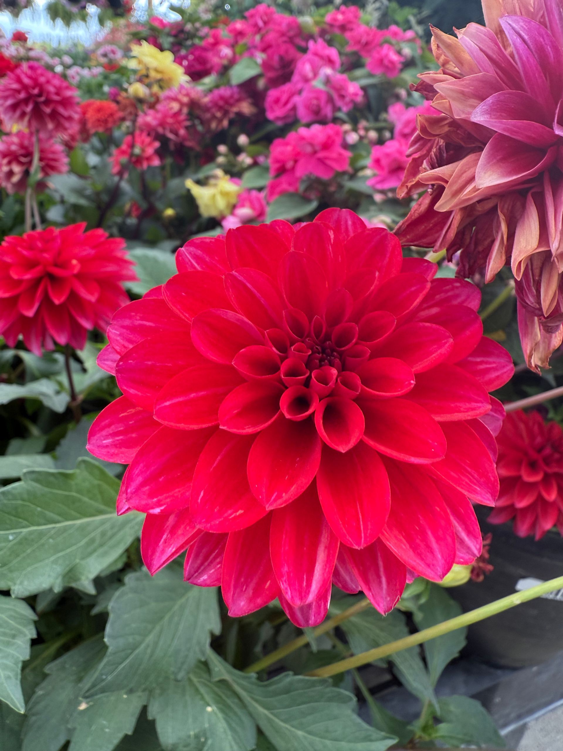 Red dahlia flower, surrounded by other colorful dahlias in a garden setting.